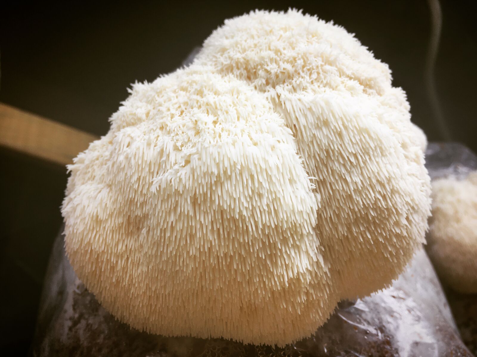 Apple iPhone 6s sample photo. Lion's mane, mushroom, fungi photography