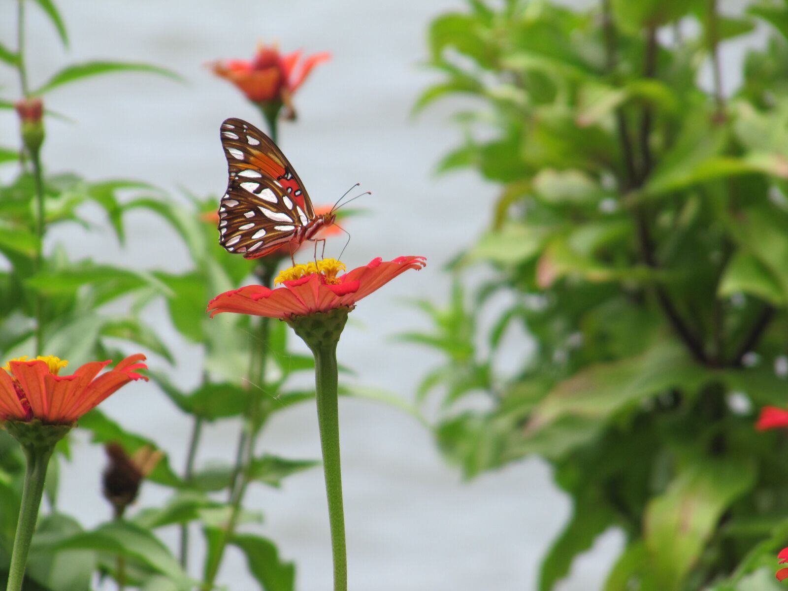 Canon PowerShot SX200 IS sample photo. Balance, butterfly, nature photography