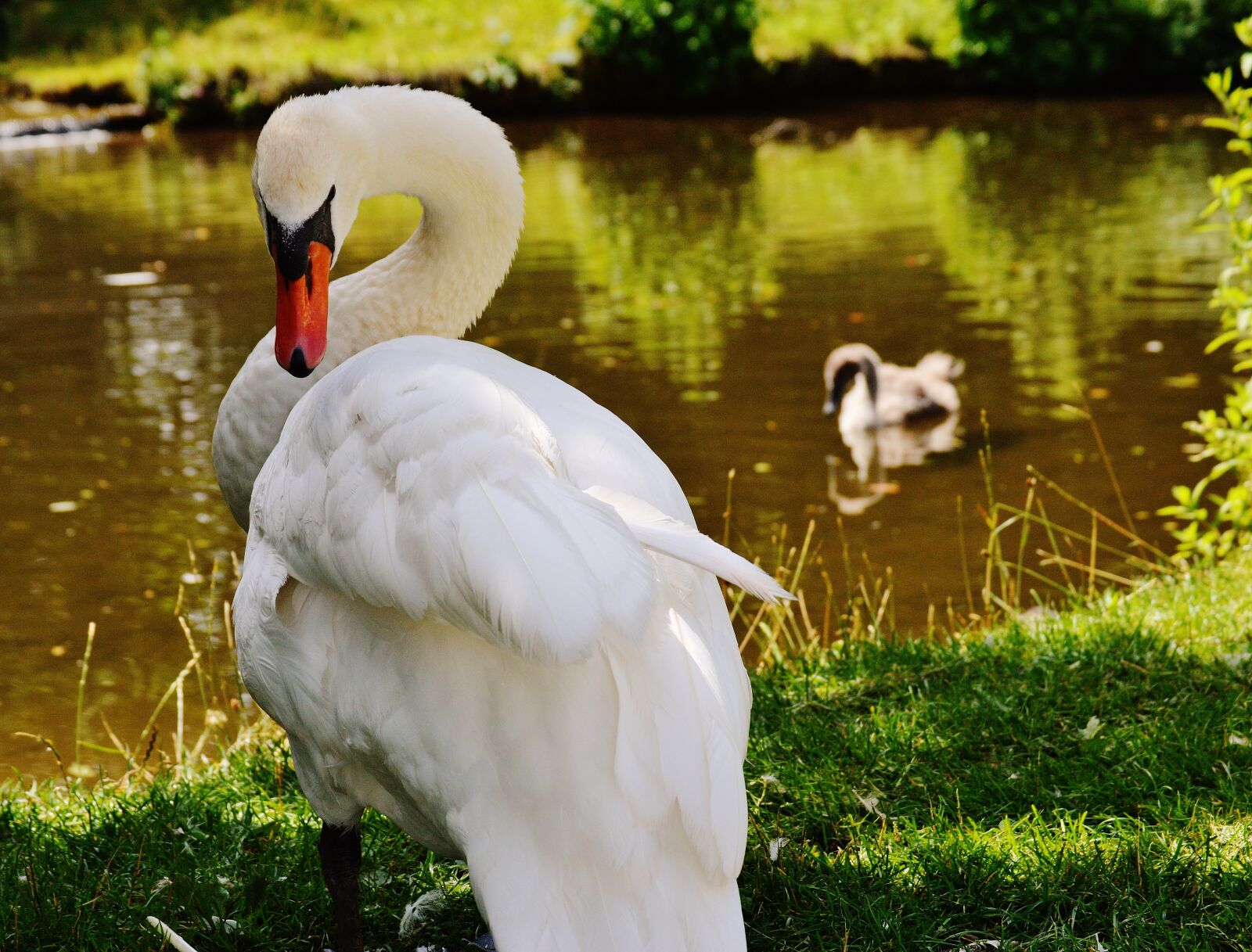 Nikon D3200 sample photo. Swan, bird, waters photography