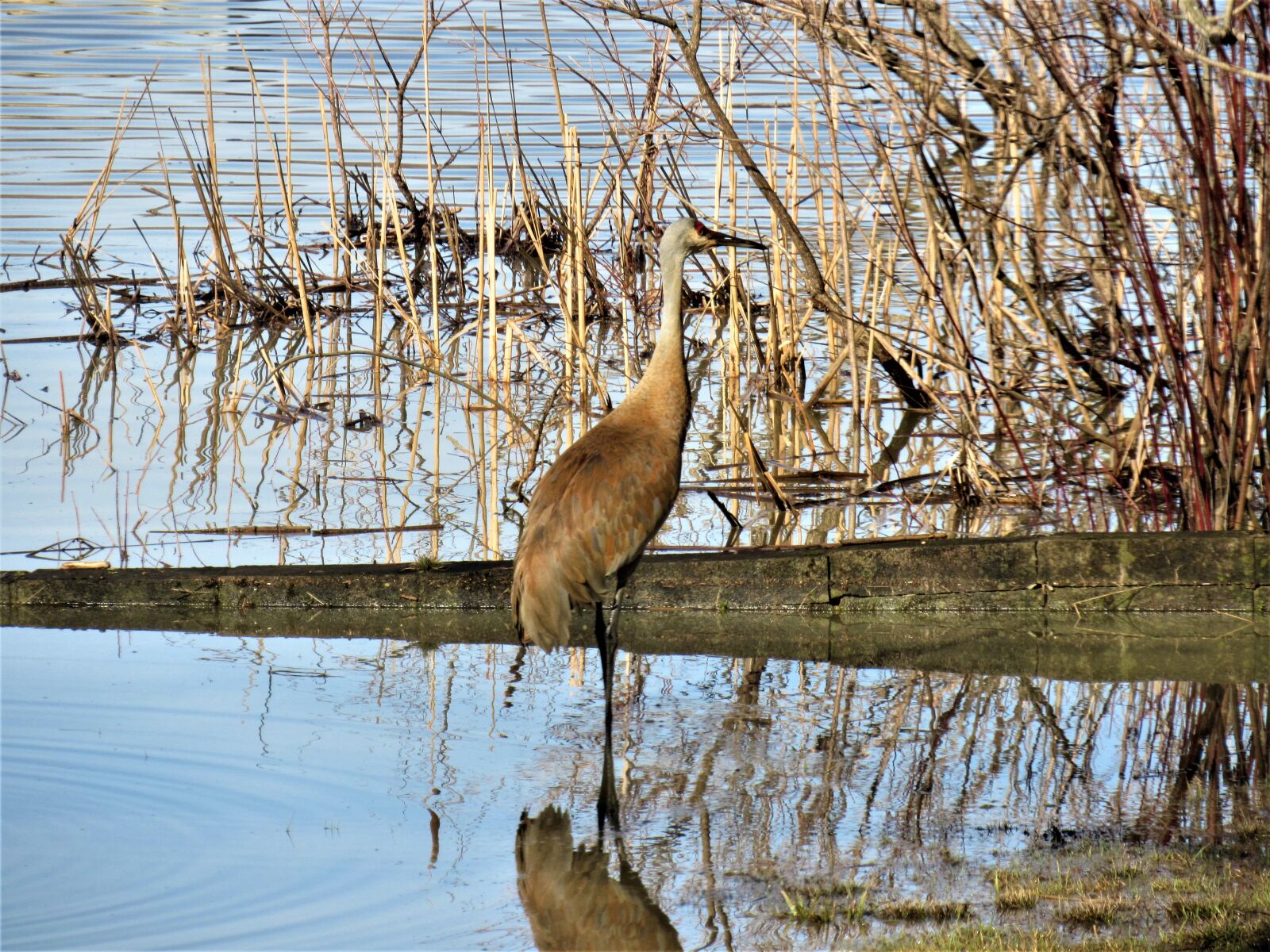 Canon PowerShot SX530 HS sample photo. Sandhill crane, sandhill crane photography