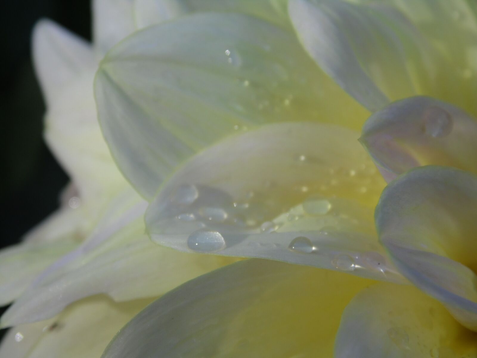 Samsung WB100/  WB101 sample photo. Dahlia, dahlias, autumn photography