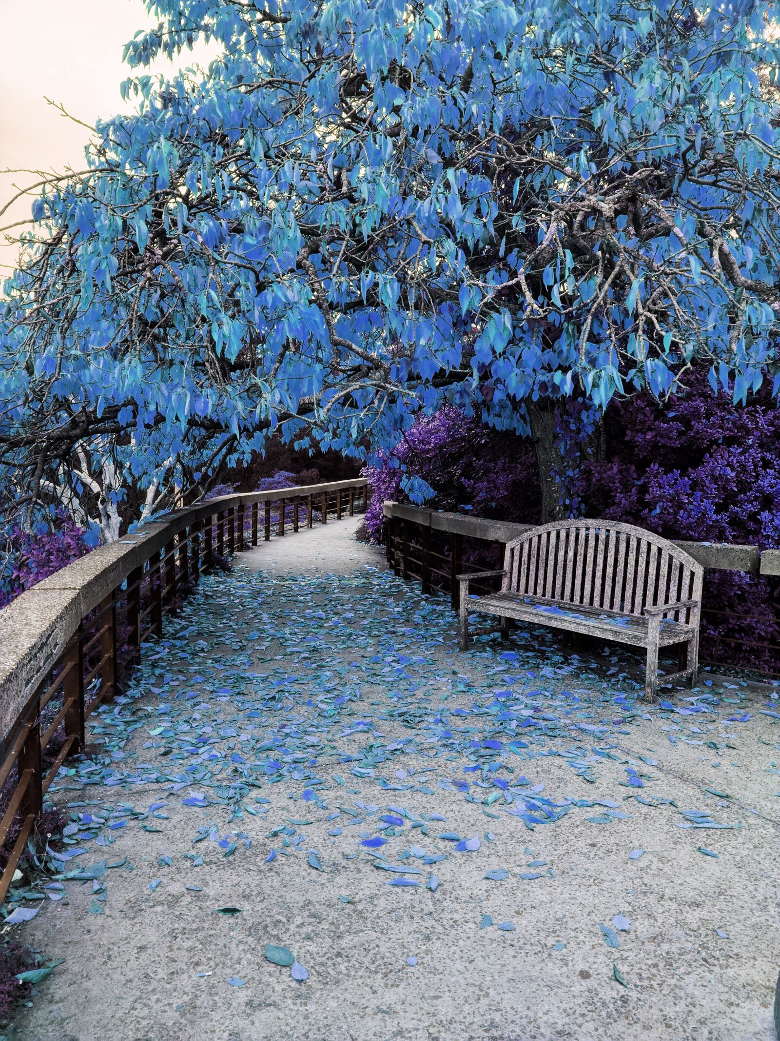 Google Pixel XL sample photo. Tree, blue, seat photography