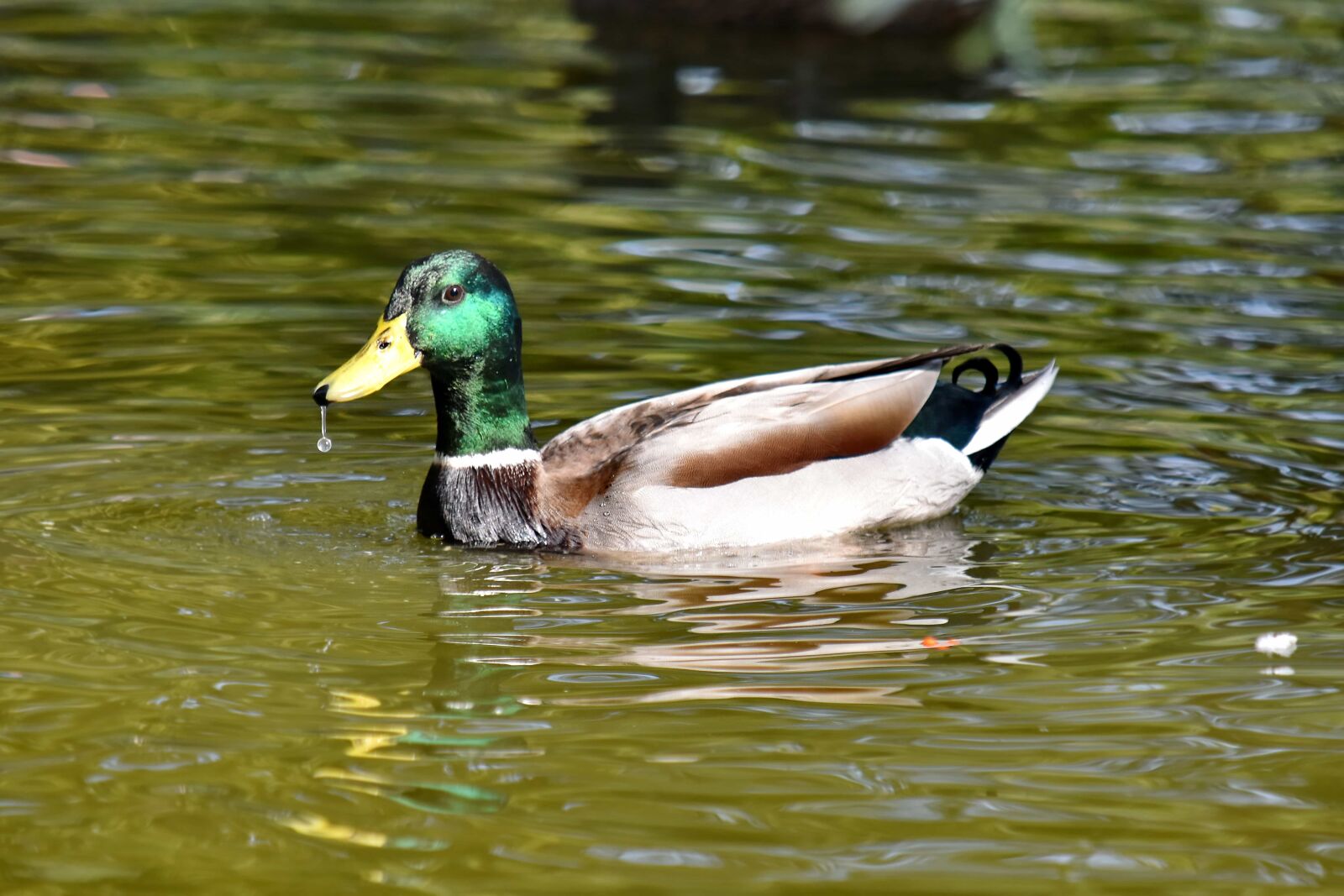 Nikon D5500 sample photo. Beak, duck, mallard, plumage photography