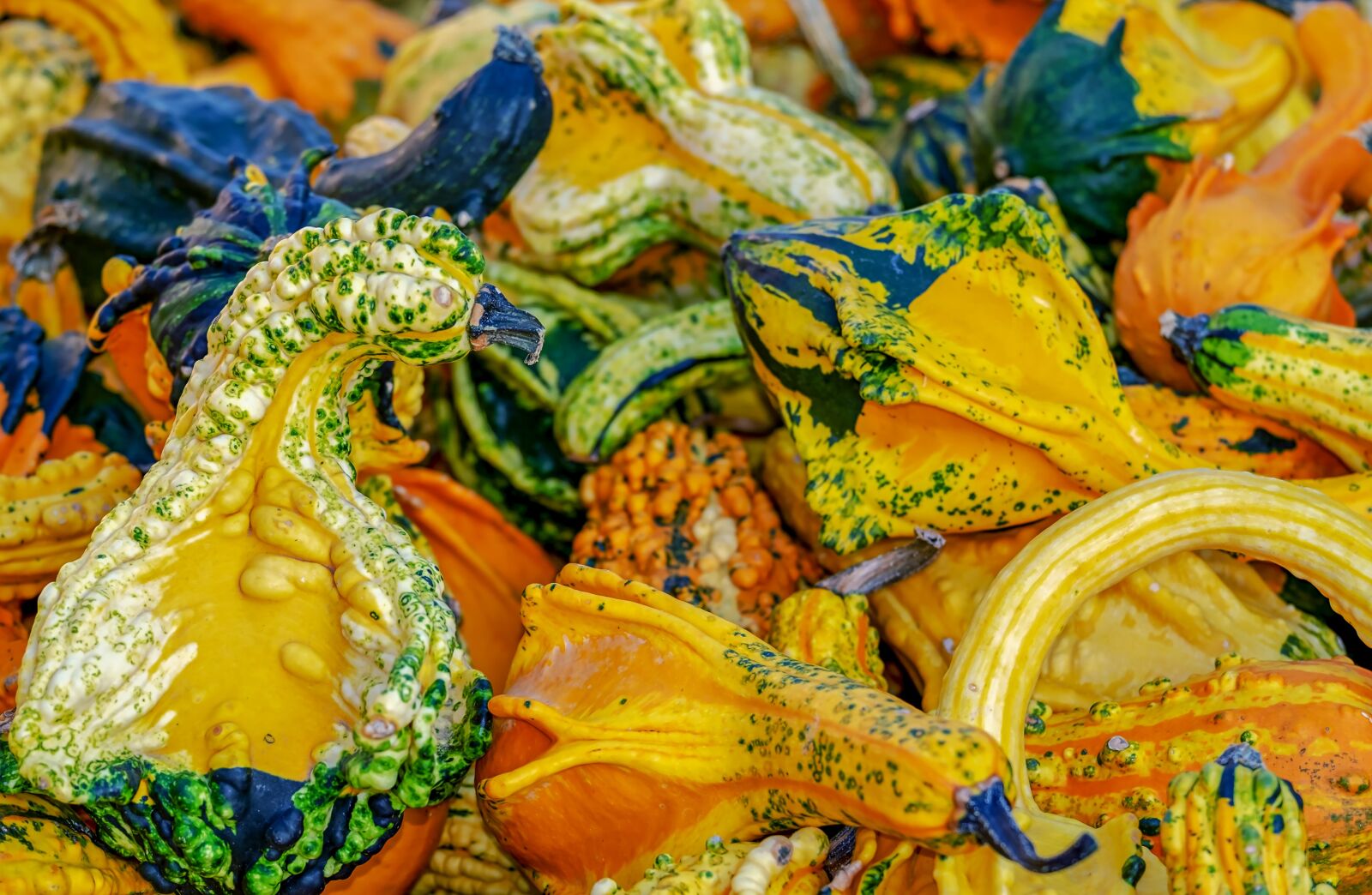 Fujifilm XF 55-200mm F3.5-4.8 R LM OIS sample photo. Pumpkin, gourd, colorful photography