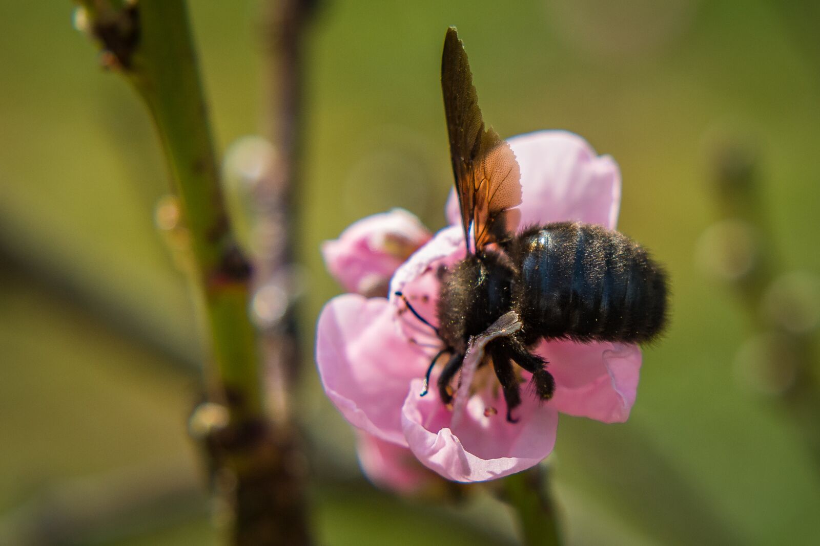 Nikon D7200 sample photo. Blossom, bloom, carpenter bee photography
