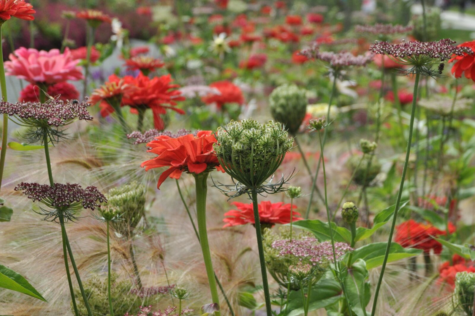 Nikon D5000 sample photo. Bed, flowers, garden photography