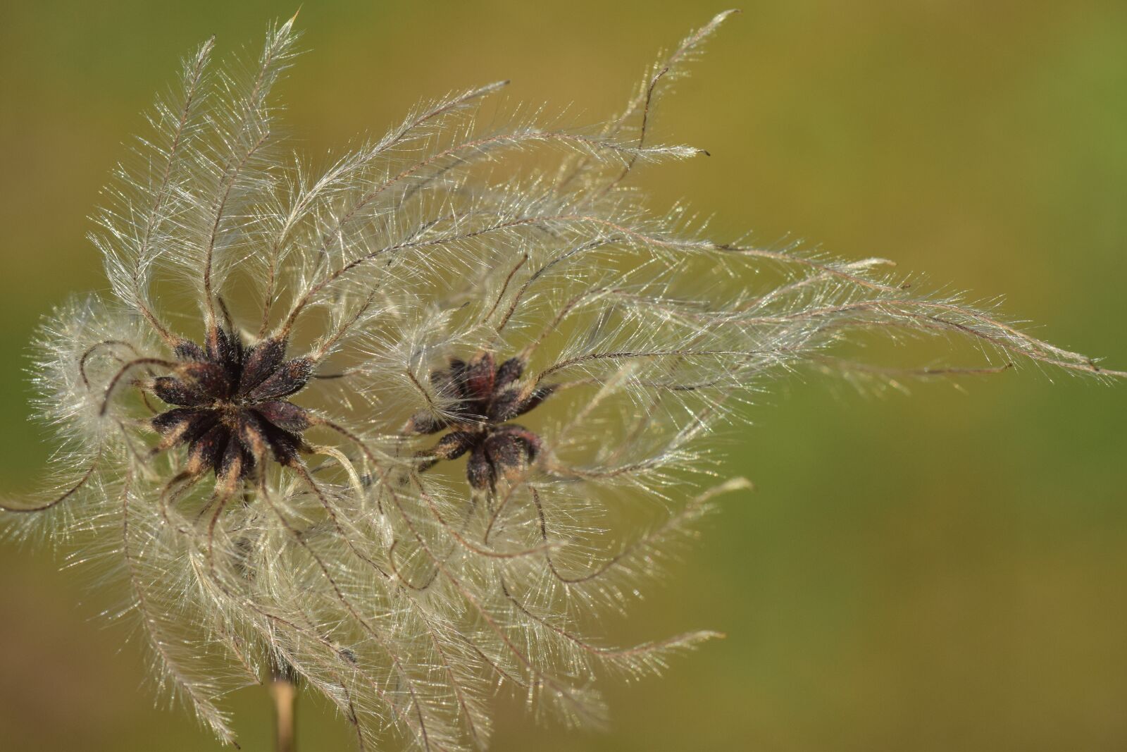 Nikon D3300 sample photo. Nature, same, close up photography