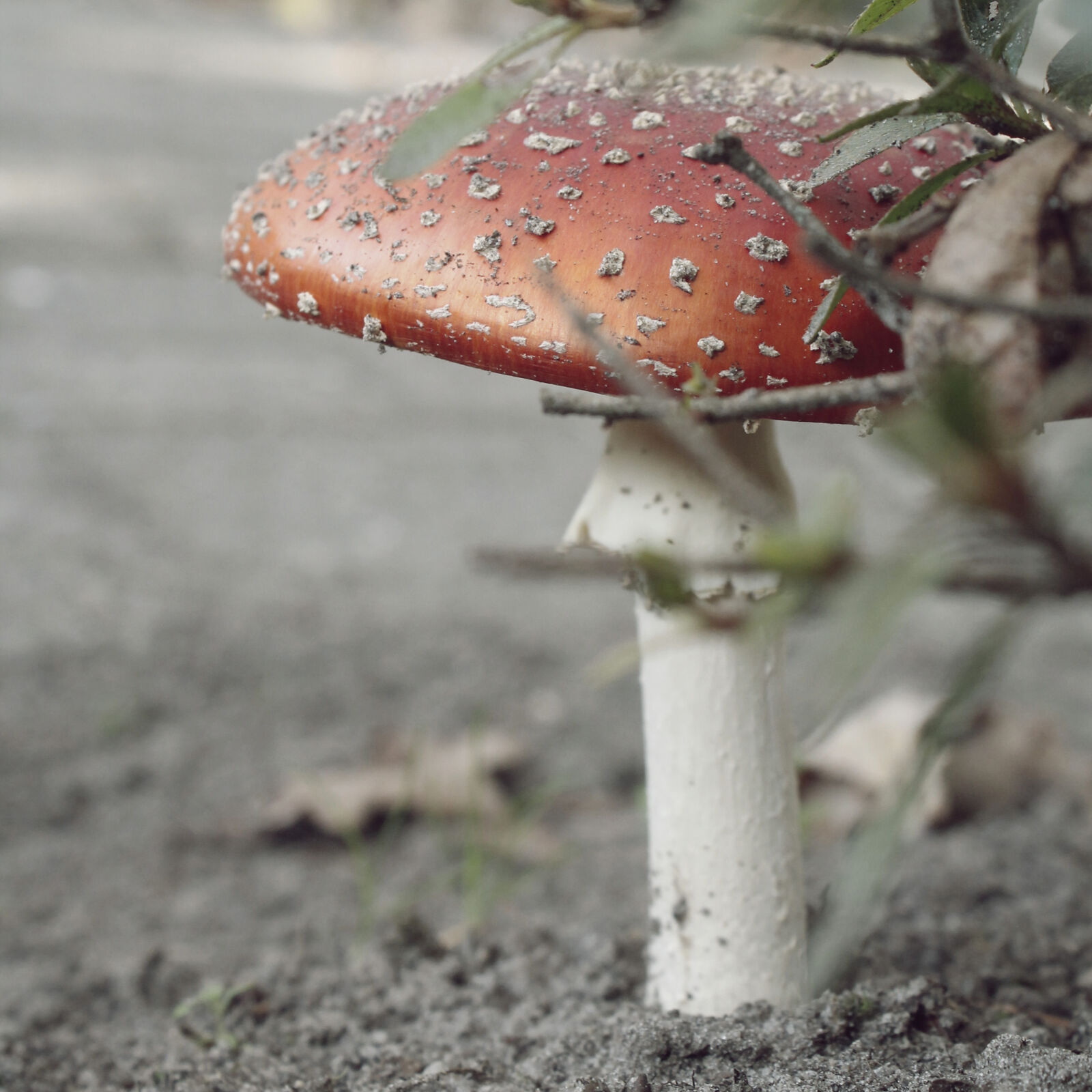 Canon EOS 1100D (EOS Rebel T3 / EOS Kiss X50) sample photo. Autumn, fall, mushroom, plant photography