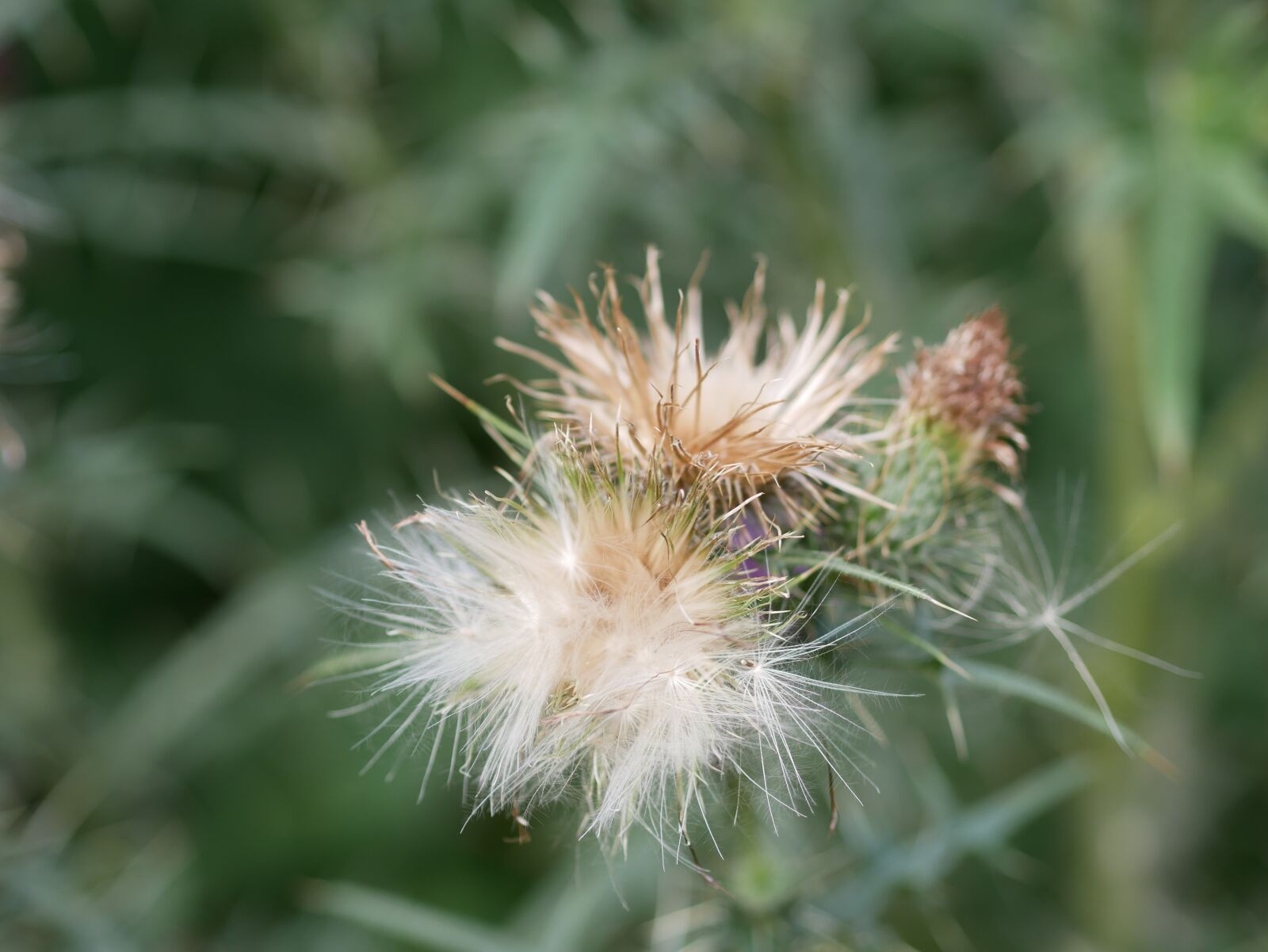 Panasonic Lumix DMC-GX85 (Lumix DMC-GX80 / Lumix DMC-GX7 Mark II) sample photo. Flower, thistle, wild plant photography
