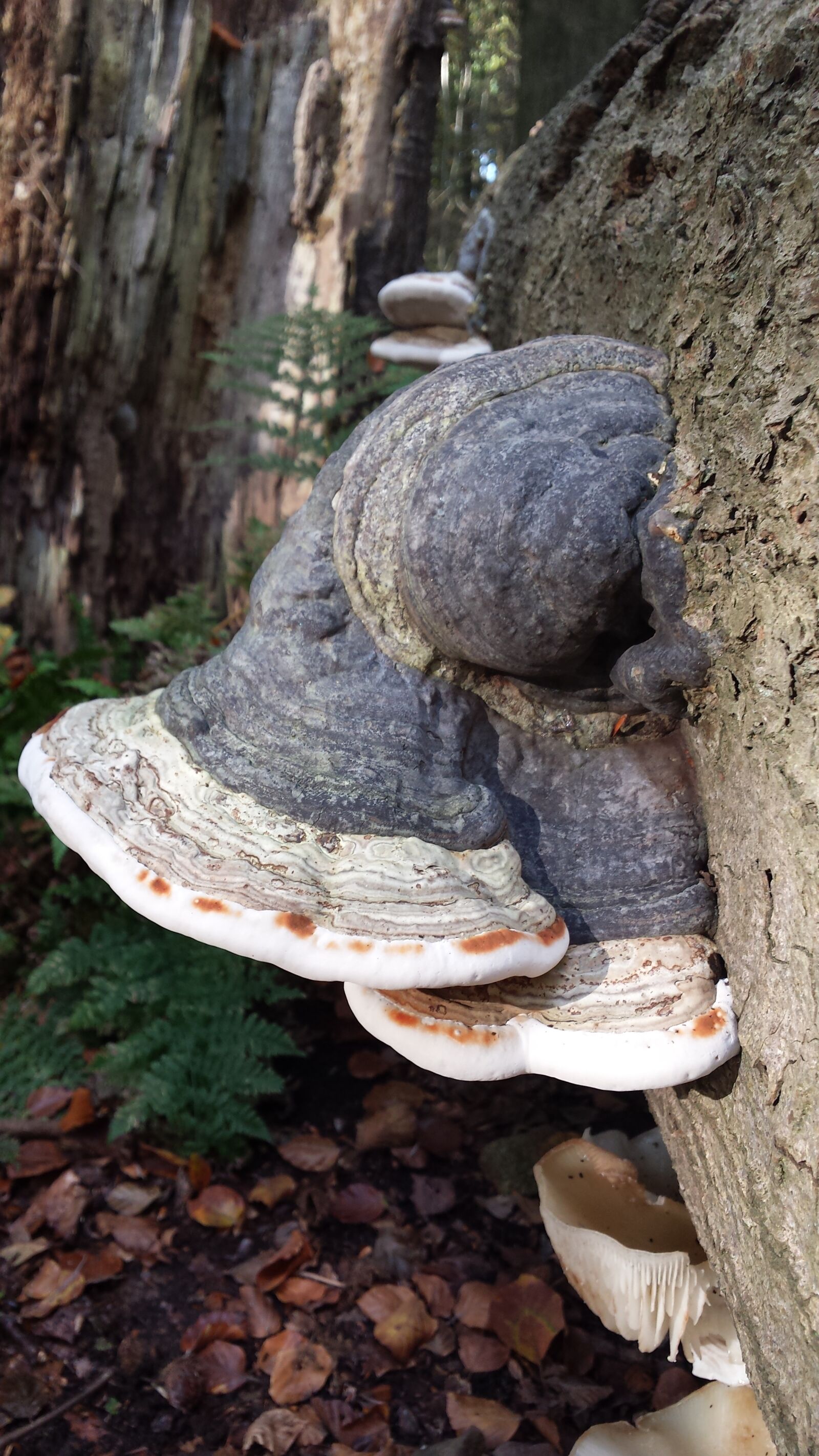 Samsung Galaxy S4 sample photo. Punk, mold, infested tree photography