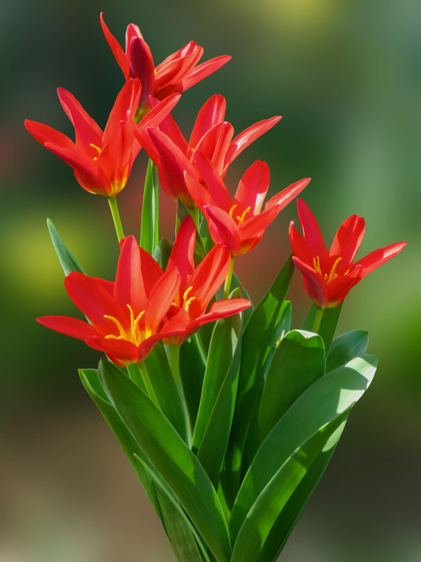 Canon PowerShot SX710 HS sample photo. Nature, tulip, flower photography