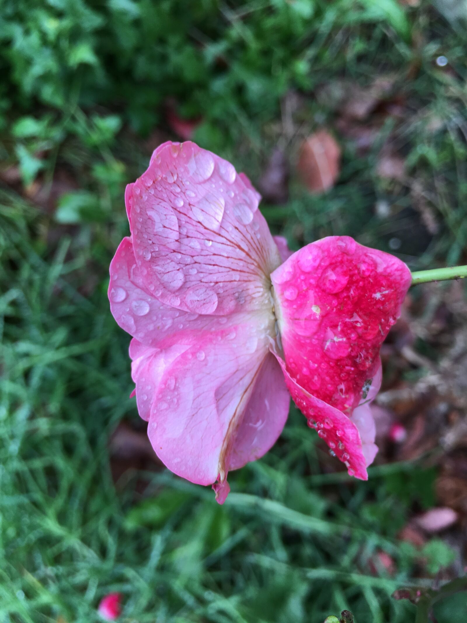 Apple iPhone 6s sample photo