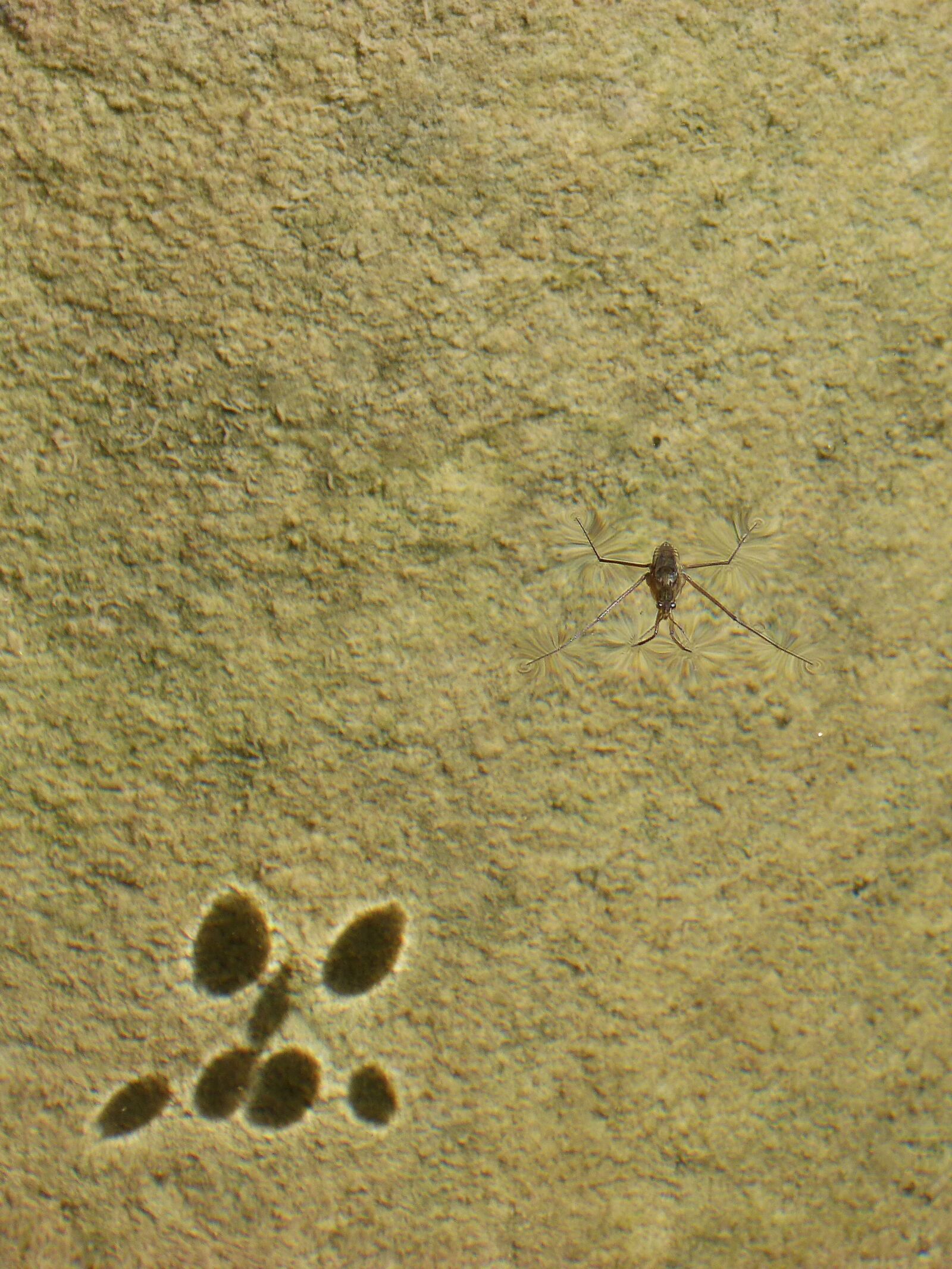Panasonic DMC-FZ62 sample photo. Gerridae, guerrido, shadow photography