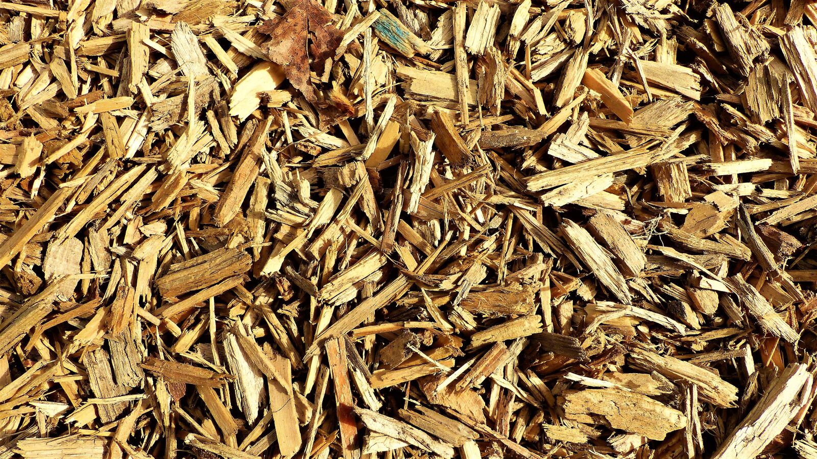 Panasonic Lumix DMC-FZ200 sample photo. Dry, lot, grass photography