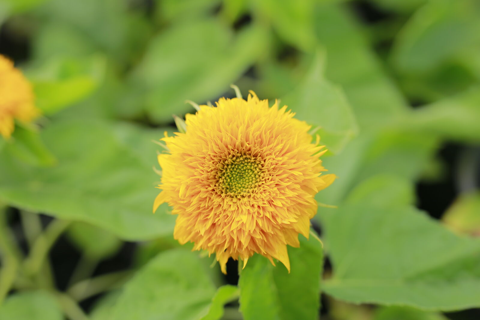 Canon EOS 6D sample photo