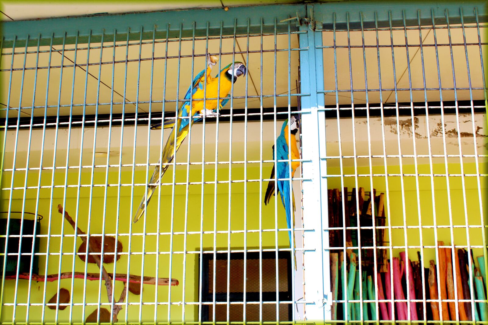 Canon EOS 1300D (EOS Rebel T6 / EOS Kiss X80) sample photo. Birds, park, fes photography