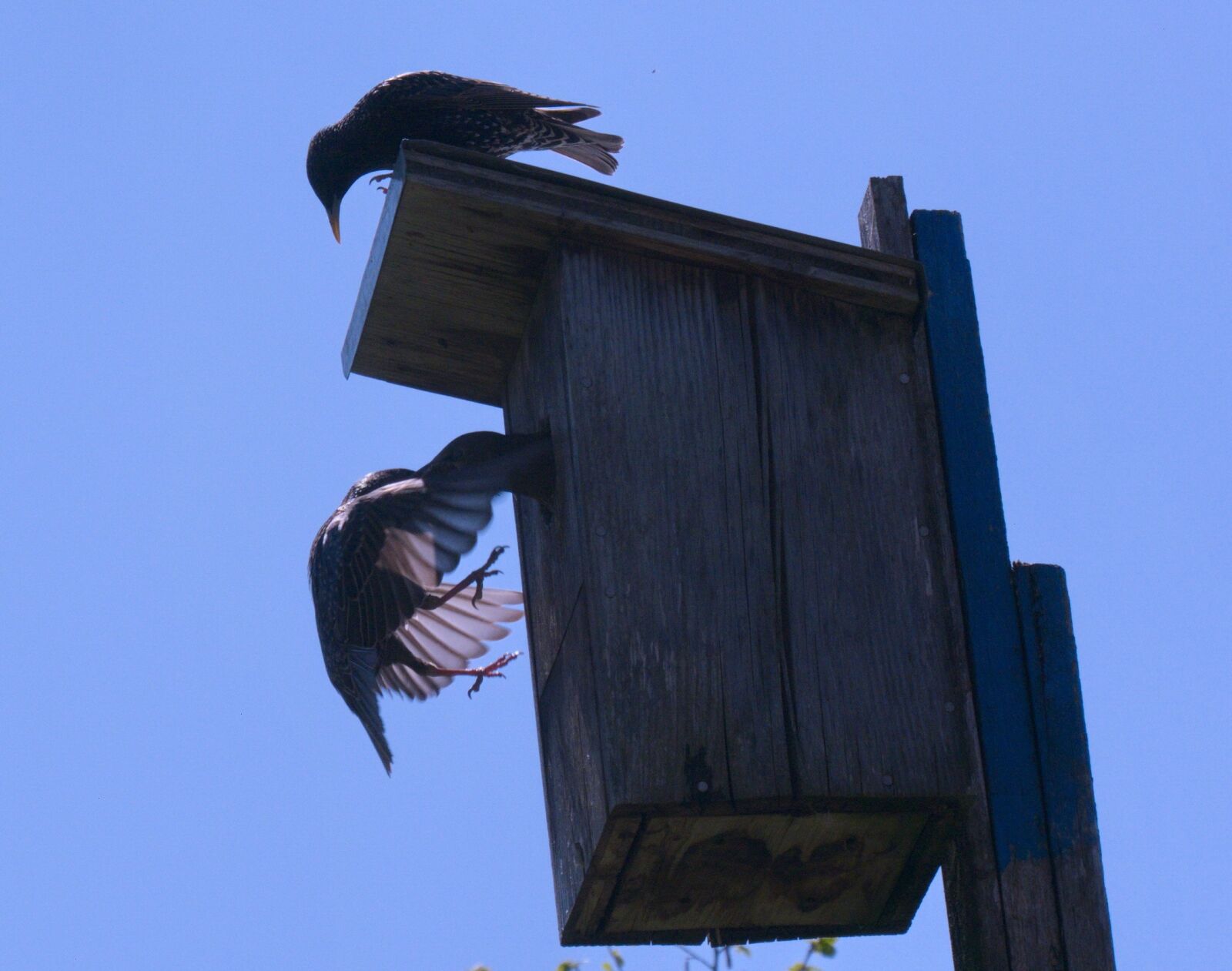 Panasonic Lumix DMC-G6 sample photo. Star mother, feed, bird photography