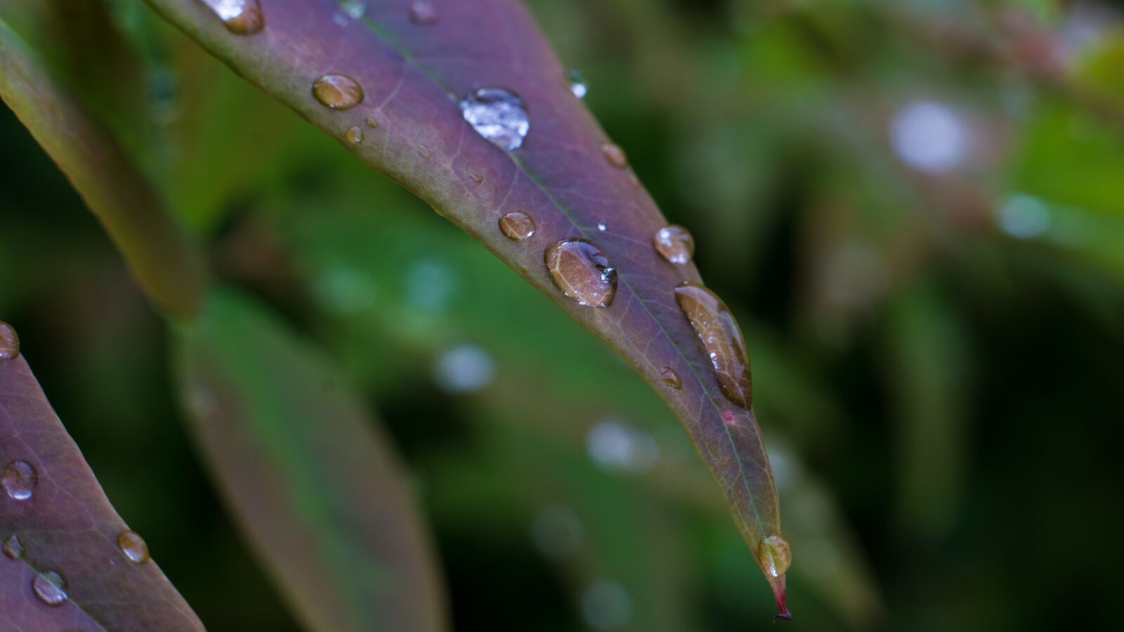 E 50mm F1.8 OSS sample photo. Leaf, water, droplet photography