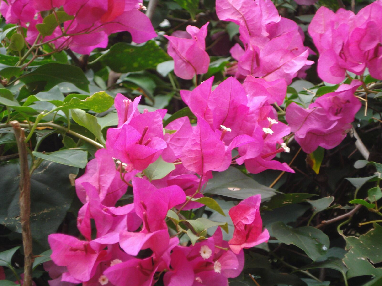 Sony DSC-W55 sample photo. Martinique, flowers, bougainvilleas photography