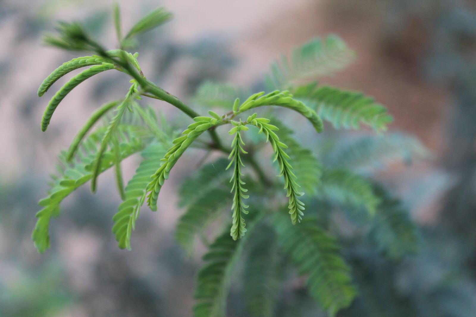 Canon EOS 1300D (EOS Rebel T6 / EOS Kiss X80) sample photo. Leaf backgrounds, blurred backgrounds photography