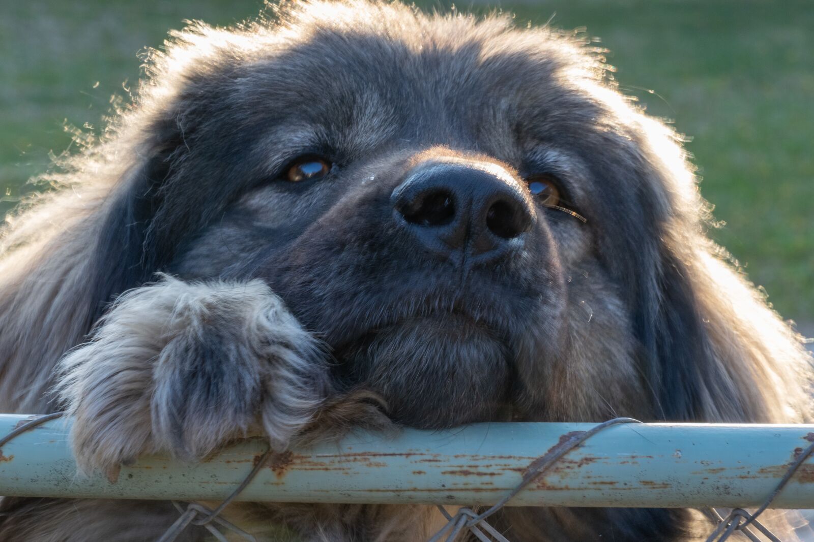 Nikon D3300 sample photo. Dog, pets, friend photography