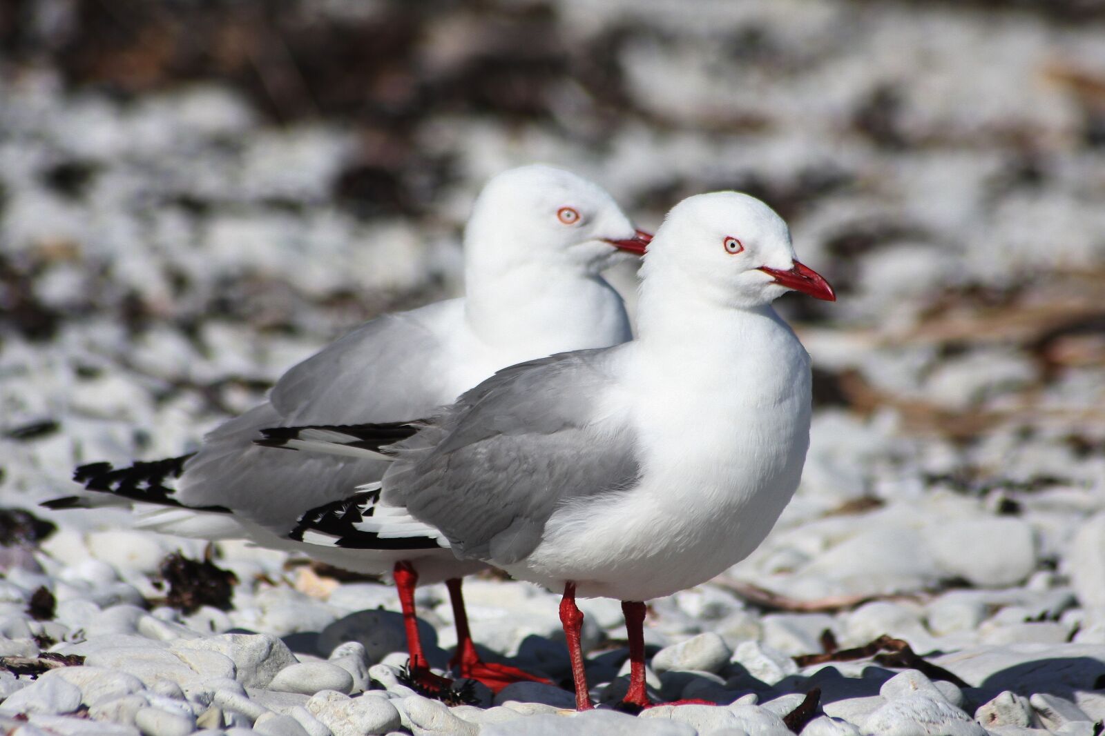 Canon EOS 40D sample photo. Bird, animal world, nature photography
