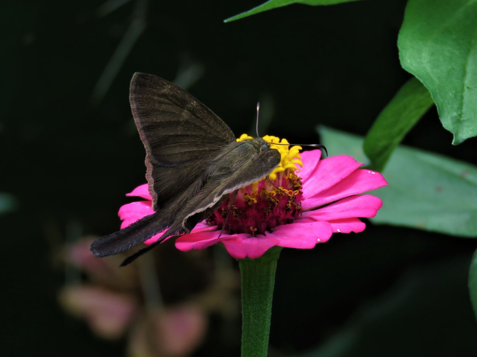 Canon PowerShot SX60 HS sample photo. Pink flower, butterfly, tropical photography