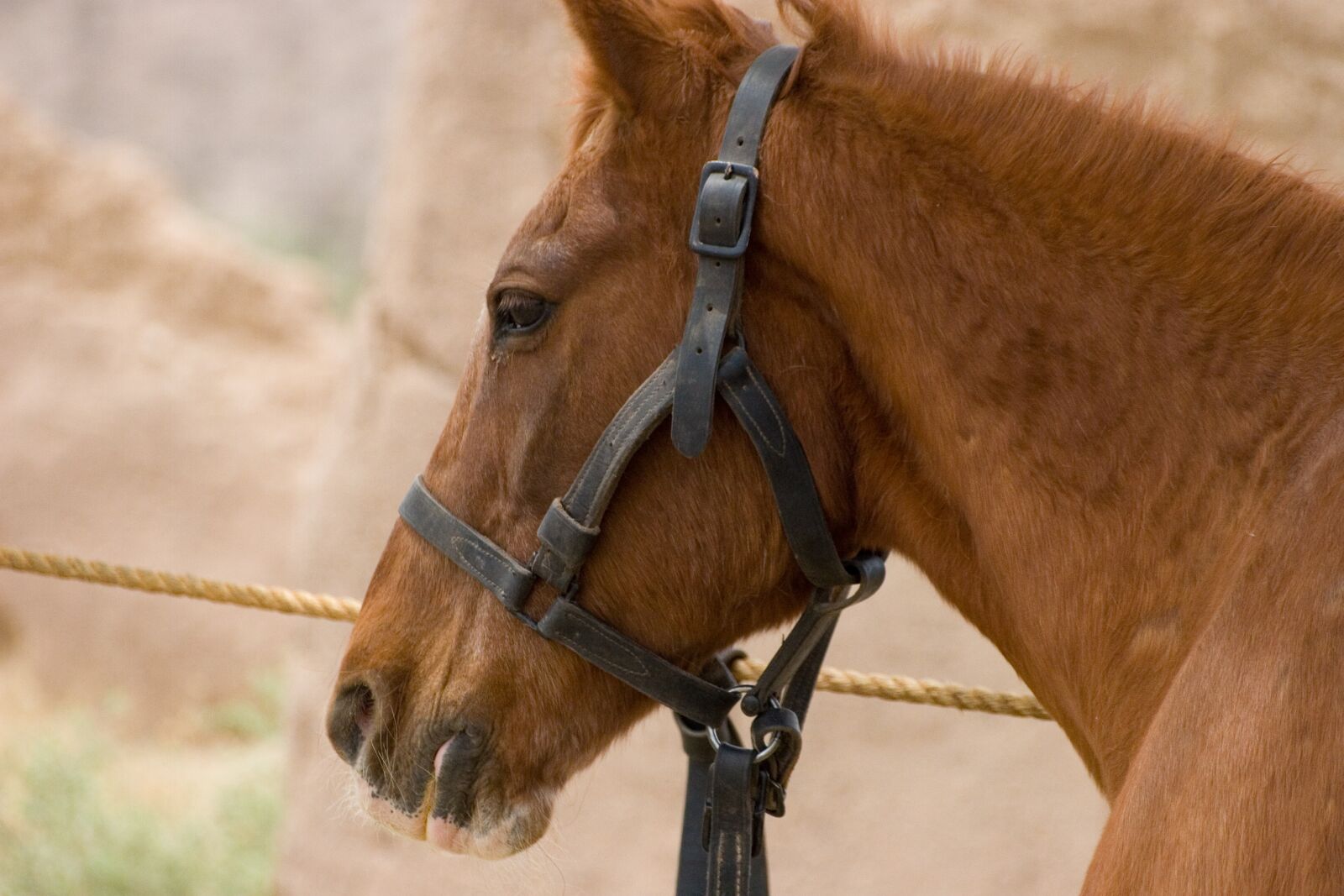Canon EOS 20D sample photo. Cavalry, fort, historic photography