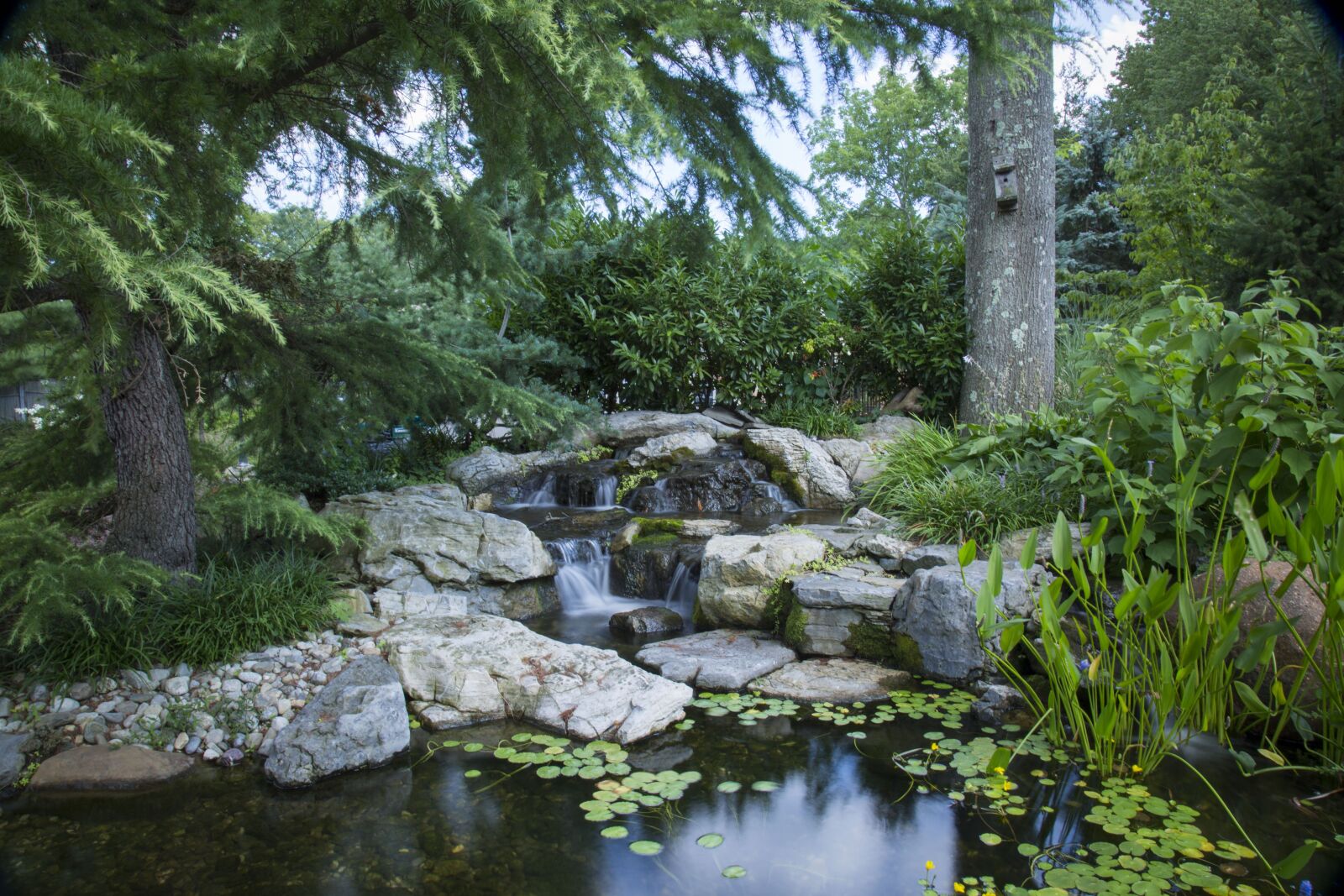 Canon EF 24-105mm F4L IS USM sample photo. Pond, water garden, garden photography