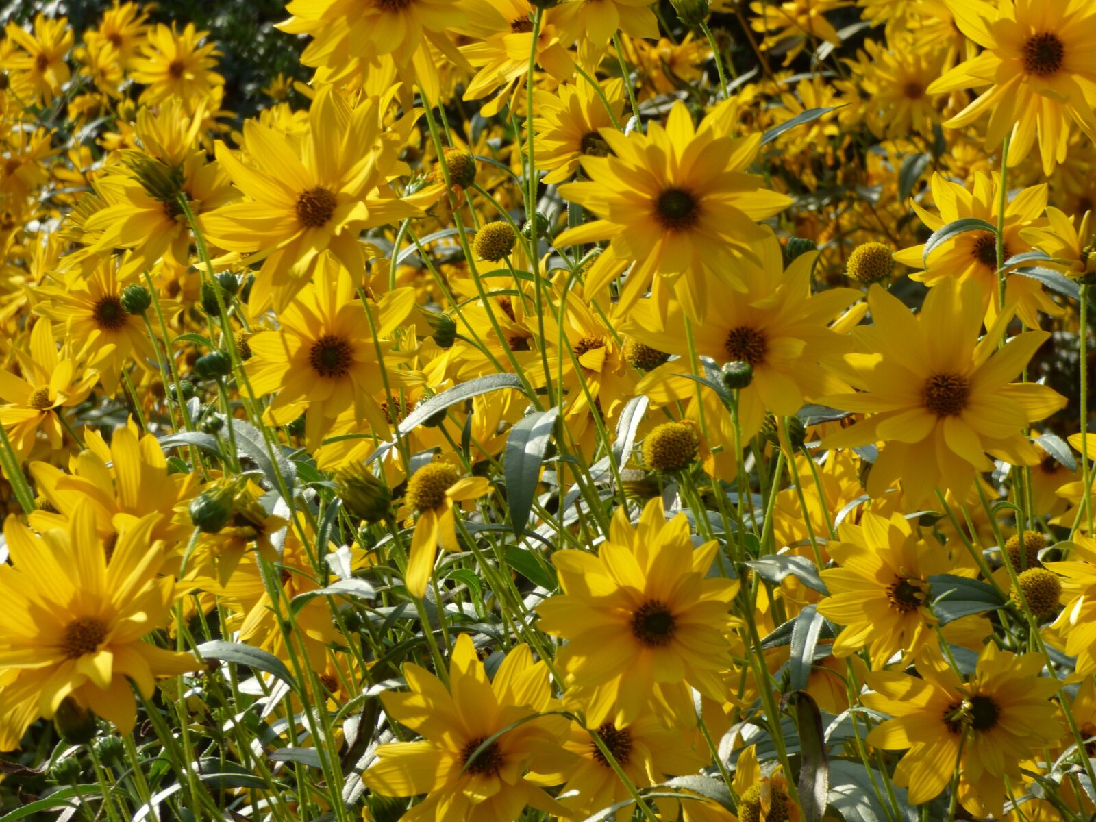 Panasonic DMC-FZ72 sample photo. Flowers, yellow, yellow flower photography