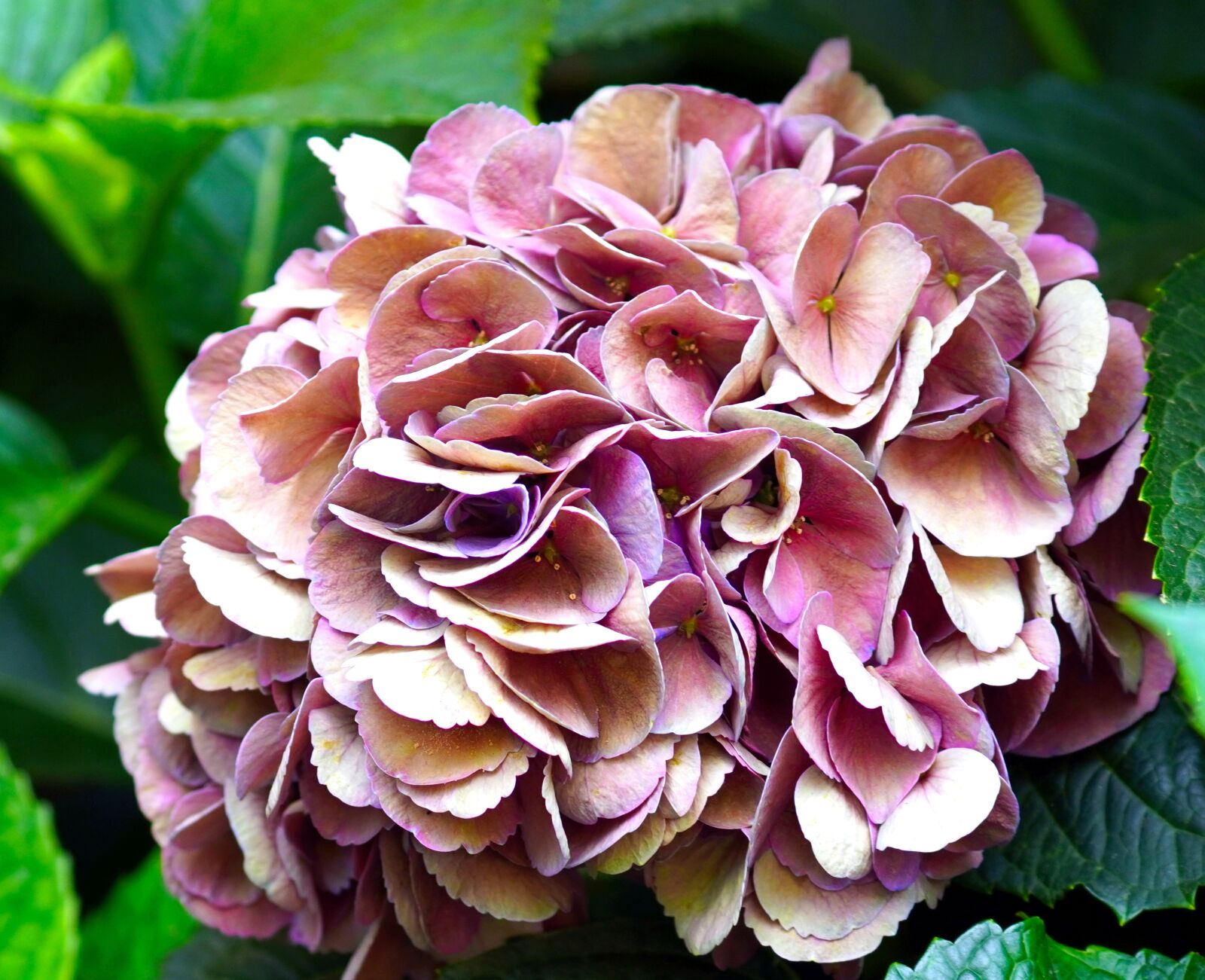 Sony E 70-350mm F4.5-6.3 G OSS sample photo. Flower, hydrangea, blossom photography