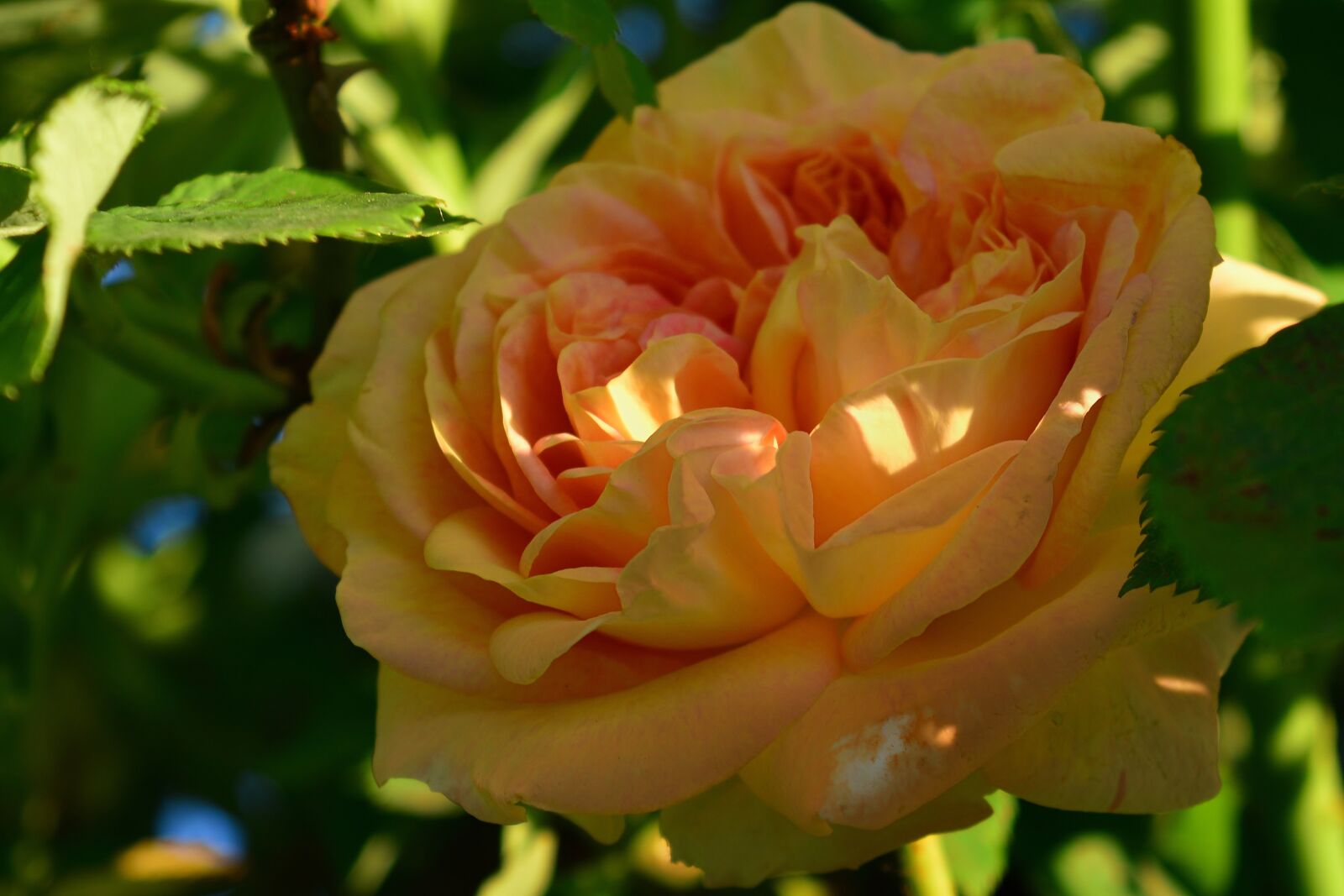 Nikon D5200 sample photo. Climbing rose, garden, nature photography
