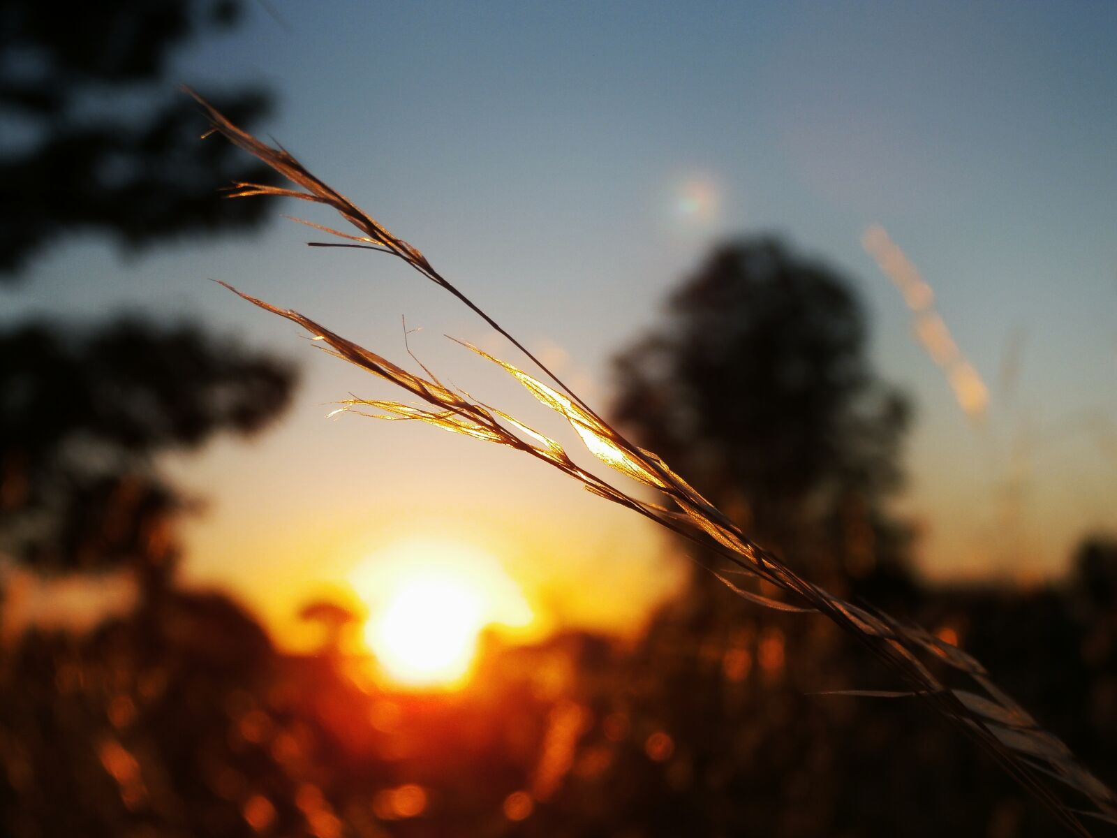 Olympus SZ-15,DZ-100 sample photo. Bokeh, focus, macro photography