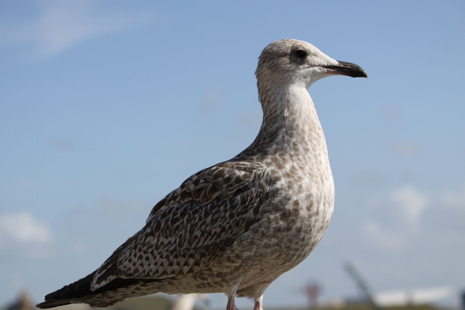 Canon EOS 50D sample photo. Bird, fauna, nature photography