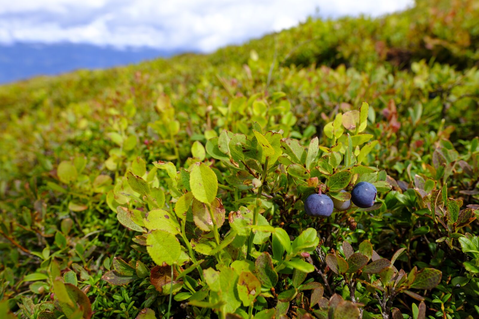 Fujifilm X-T2 sample photo. Blueberries, berries, wild blueberry photography