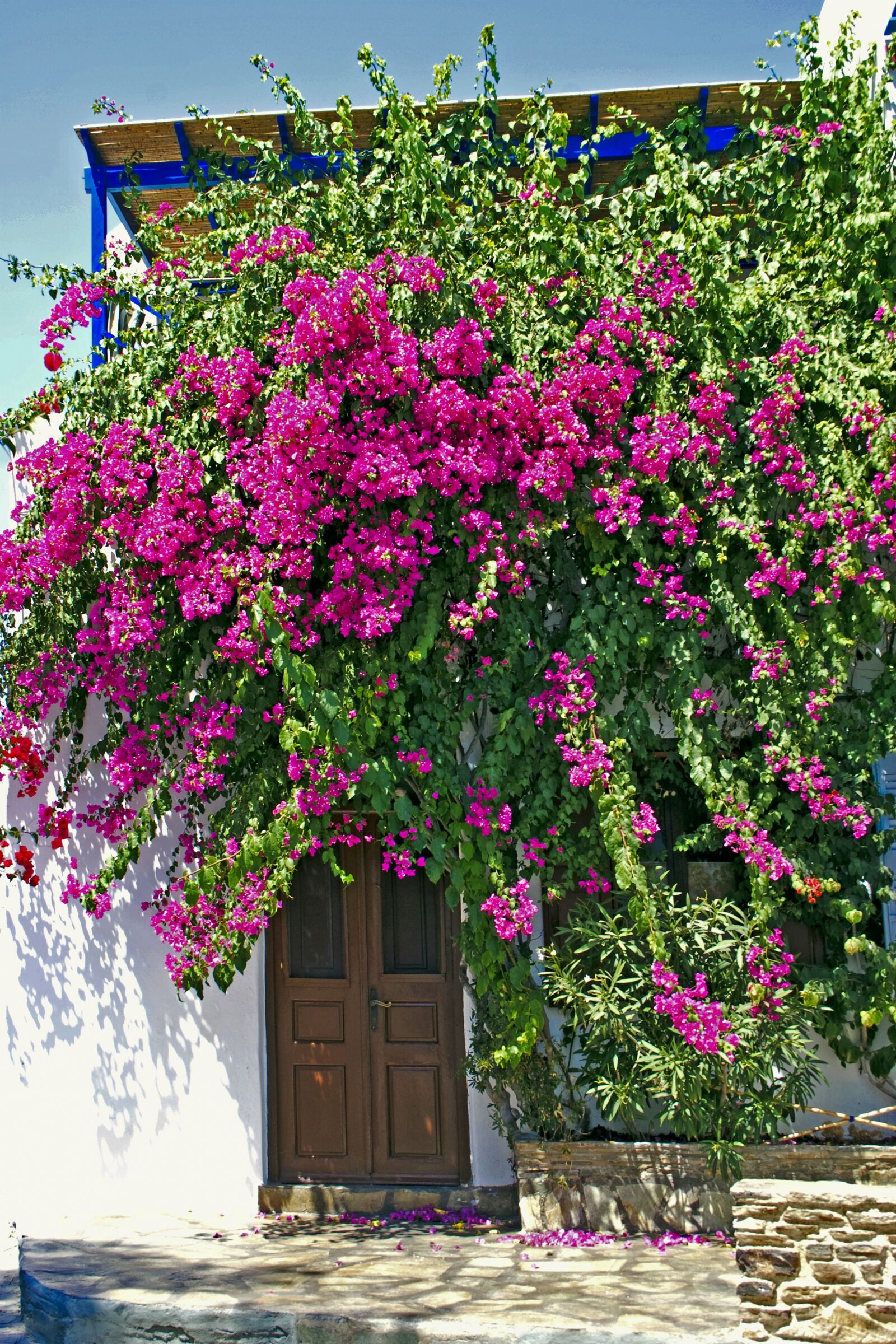 Canon EOS 20D sample photo. Opponent, bougainvillea, flowers photography