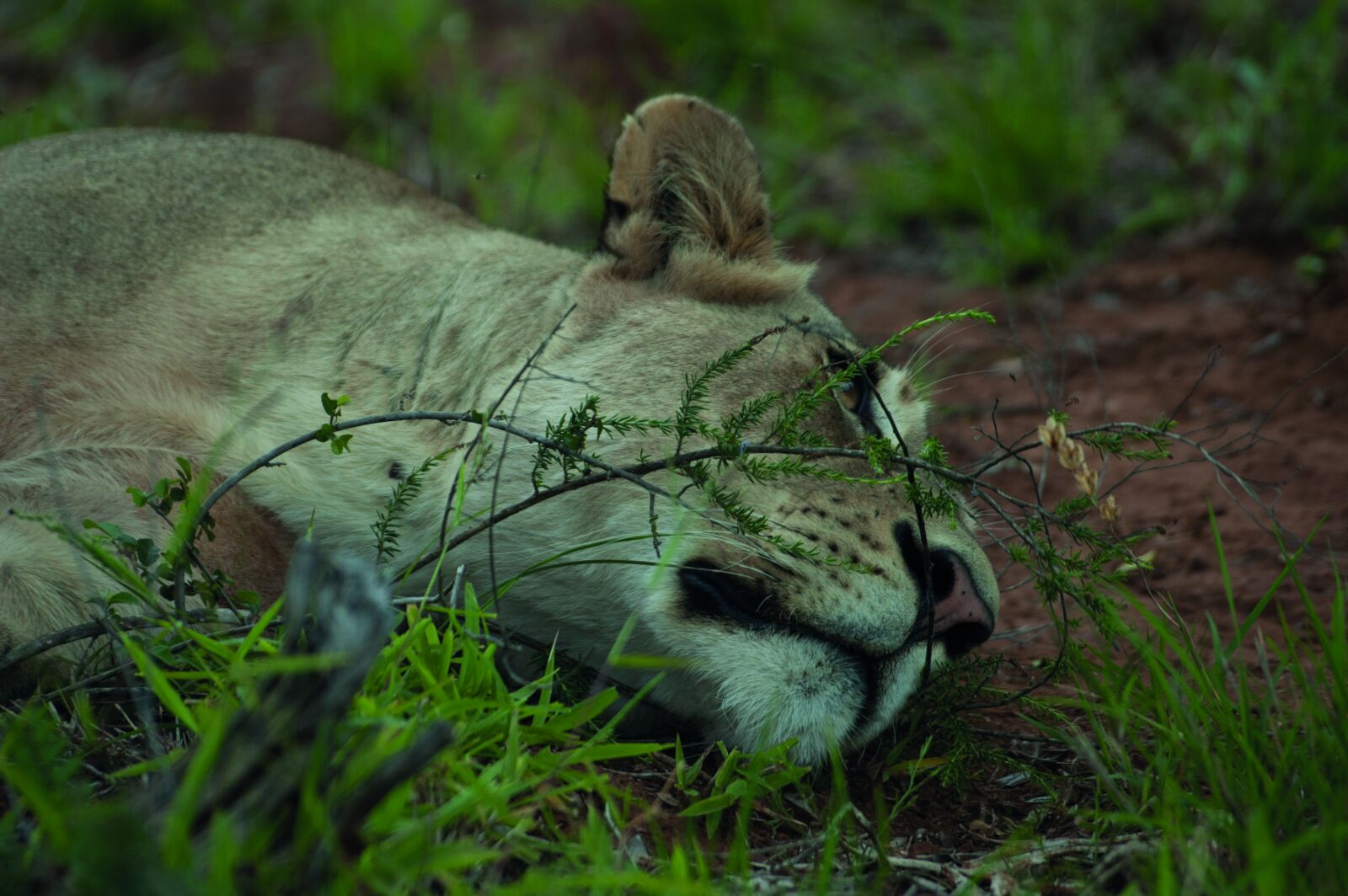 Nikon D70s sample photo. Lion, south africa, animal photography