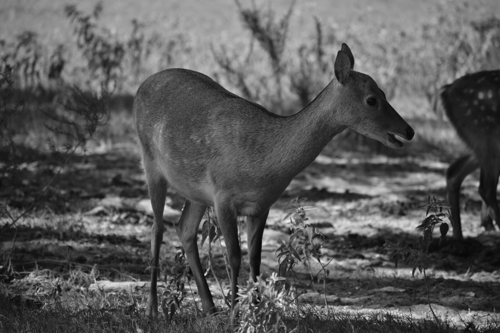 Nikon D3400 sample photo. Doe, deer, nature photography