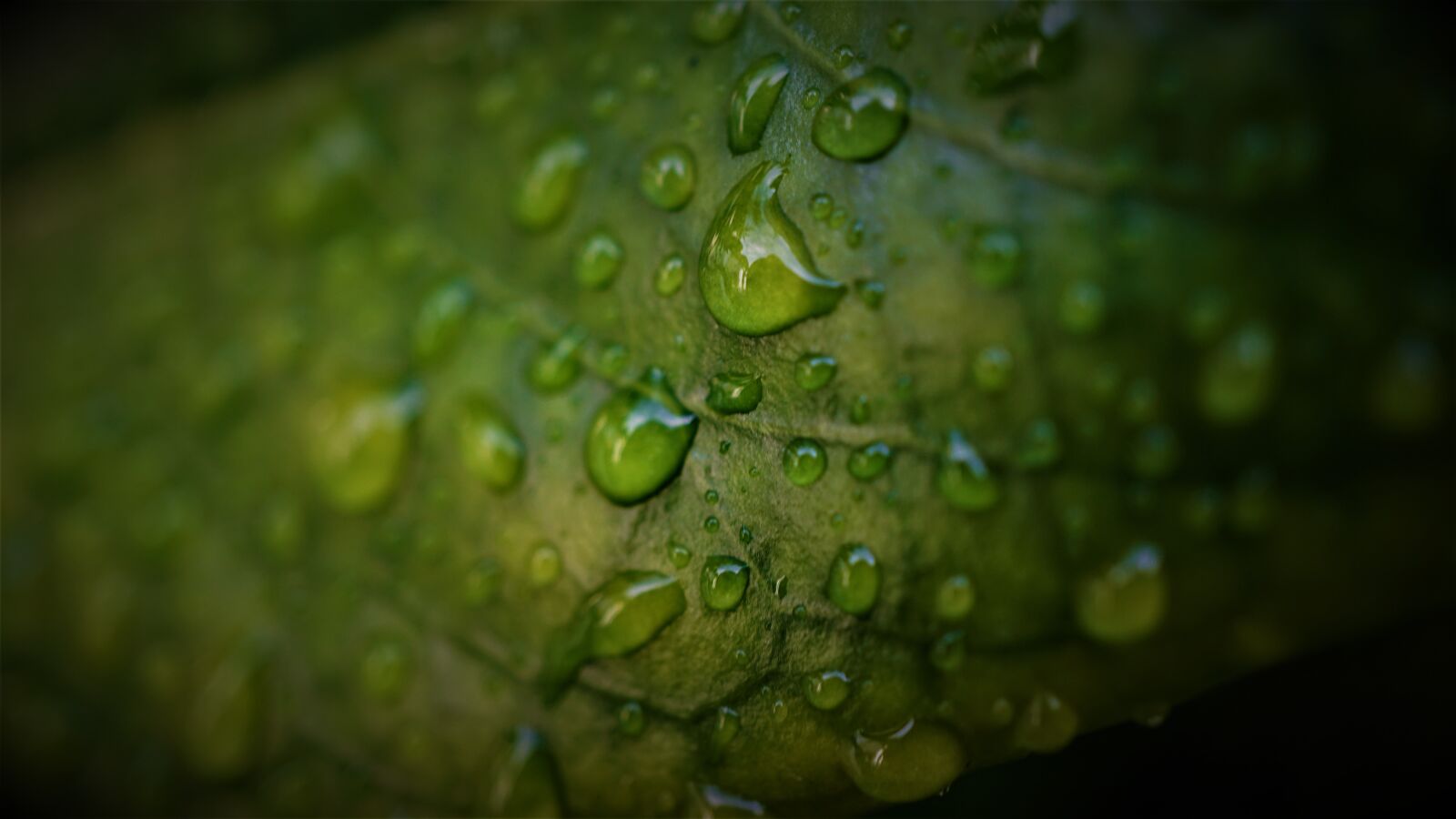 Sony E 30mm F3.5 Macro sample photo. Background, pattern, structure photography