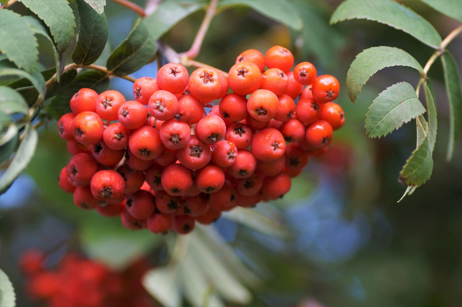 Sony SLT-A58 sample photo. Rowan berry, berry, cluster photography