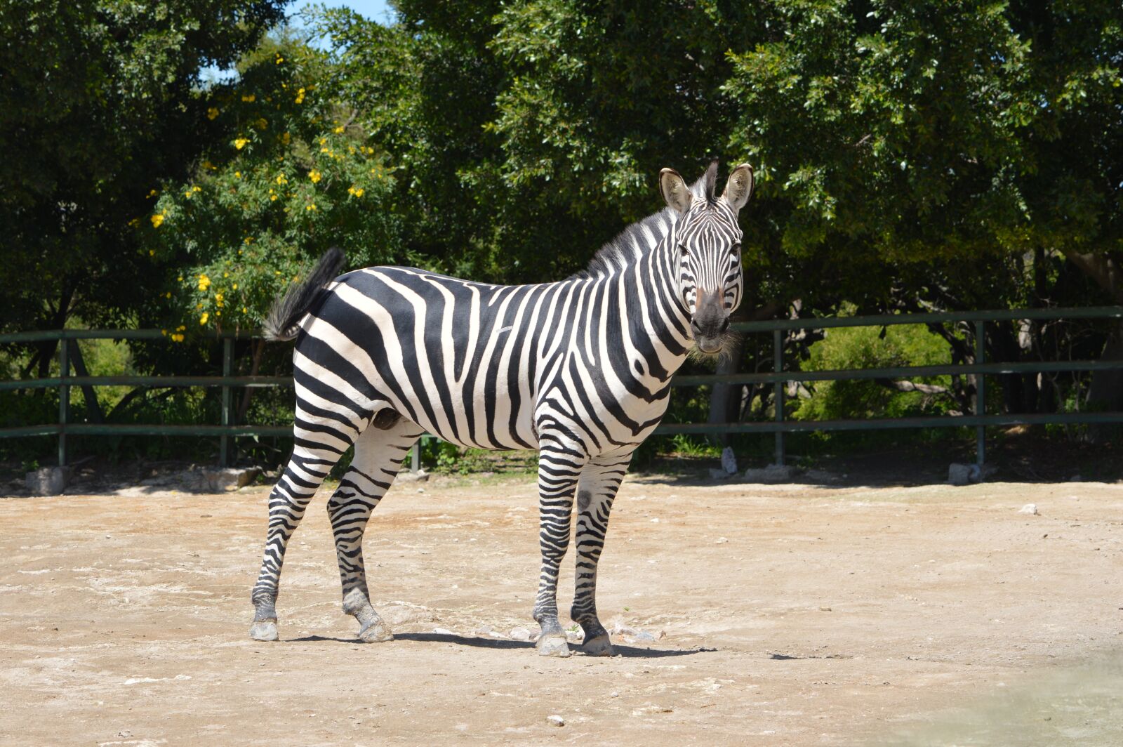Nikon D3200 sample photo. Zebra, mammal, large photography