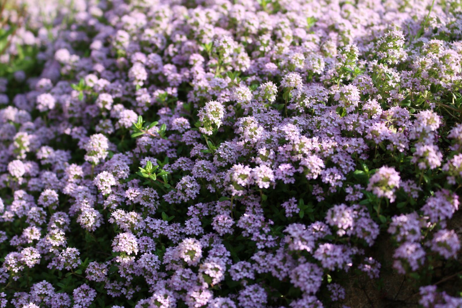 Canon EOS 70D sample photo. Flower, flowers, nature photography