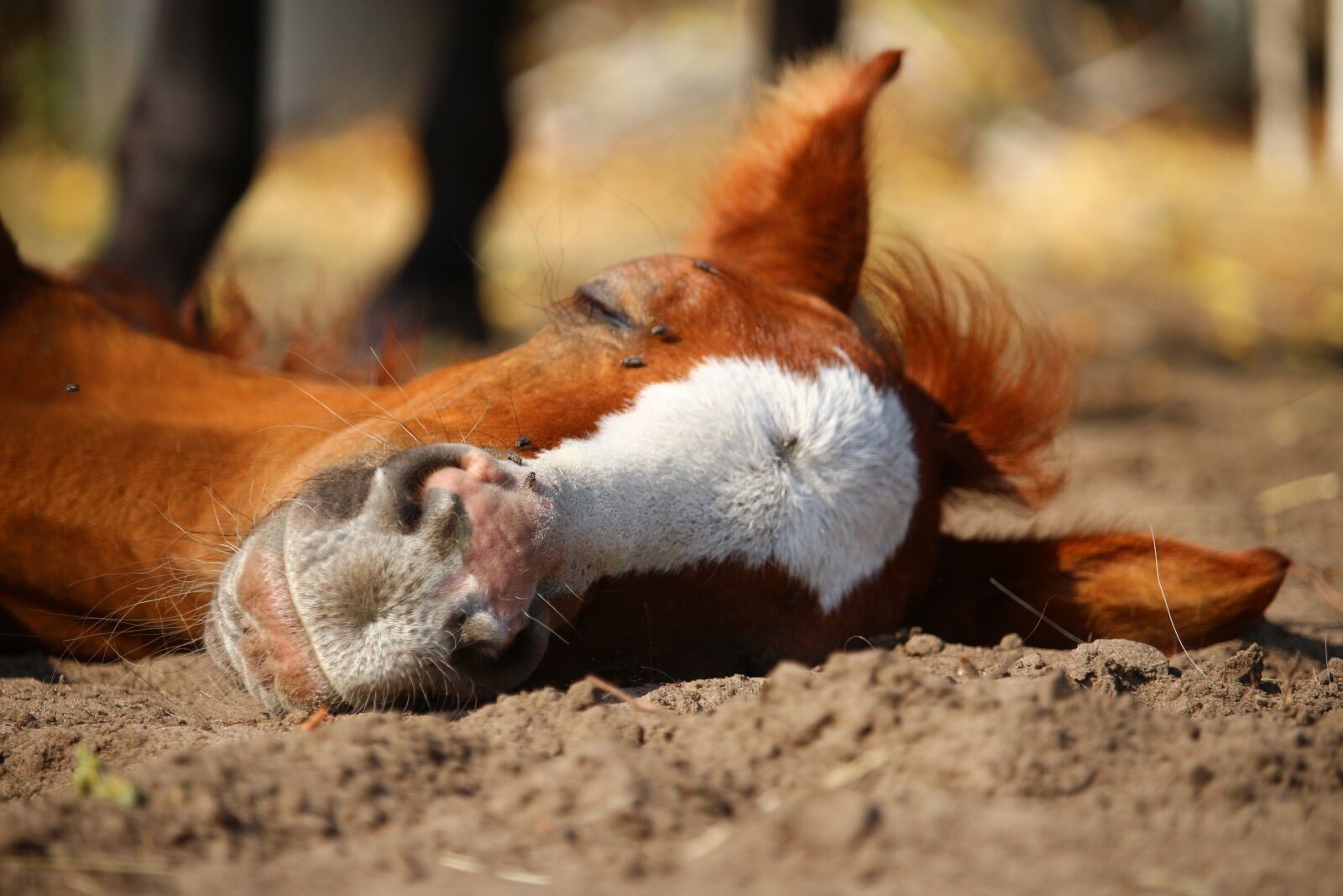 Canon EOS 100D (EOS Rebel SL1 / EOS Kiss X7) sample photo. Horse, fuchs, foal photography
