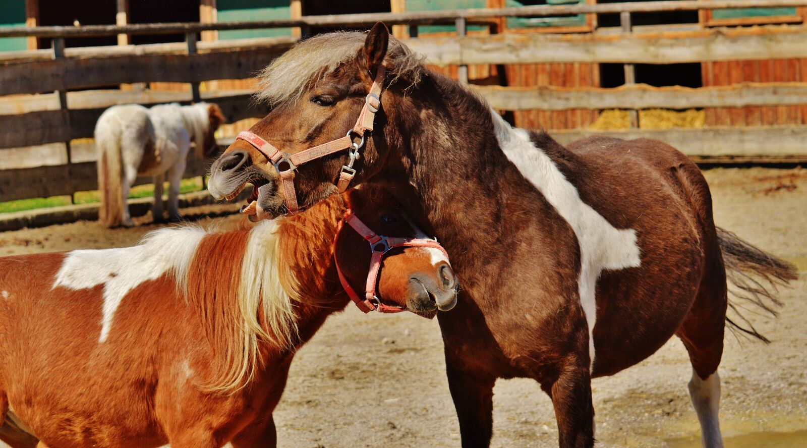 Nikon D3200 sample photo. Horses, pair, smooch photography