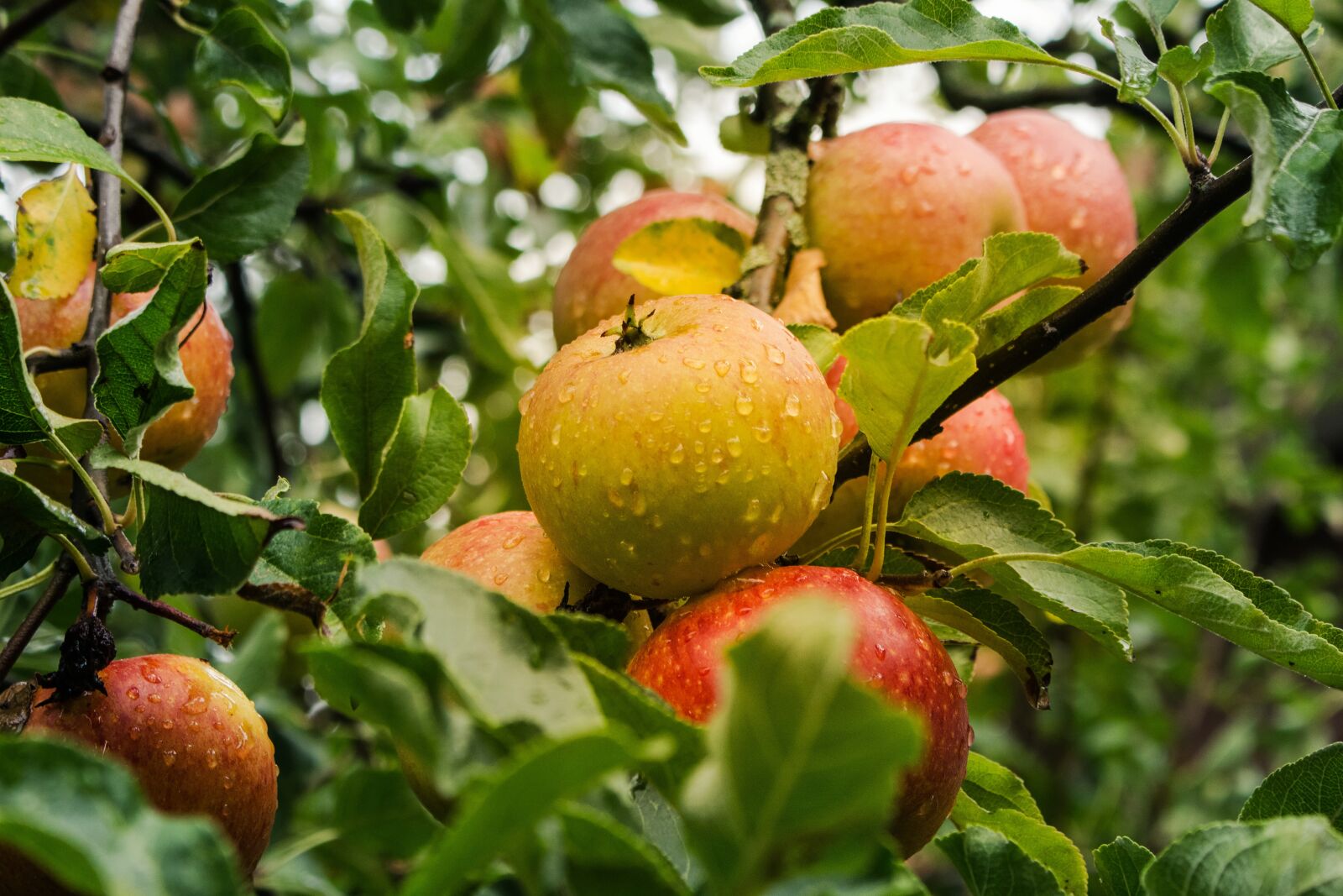 Canon EOS 700D (EOS Rebel T5i / EOS Kiss X7i) sample photo. Apple, fruit, harvest photography