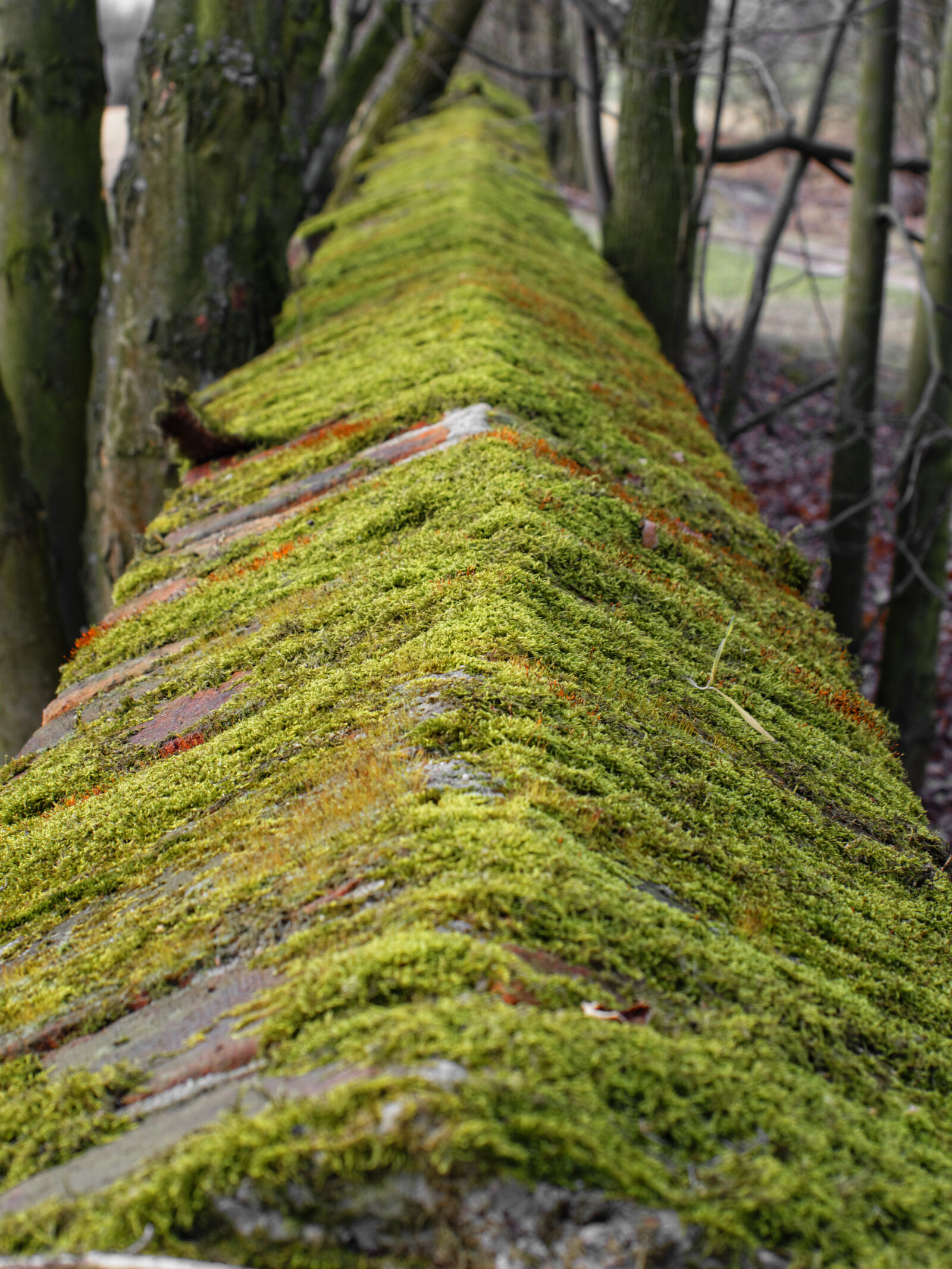 Nikon D3200 sample photo. Moss, wall photography