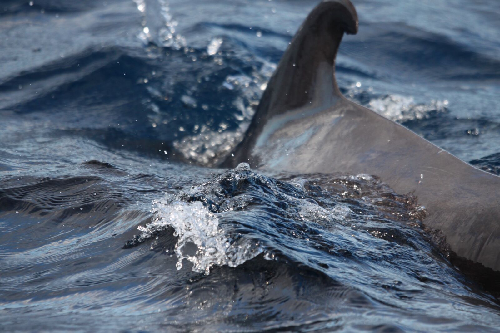 Canon EOS 500D (EOS Rebel T1i / EOS Kiss X3) sample photo. Dorsal fin, dolphin, tenerife photography