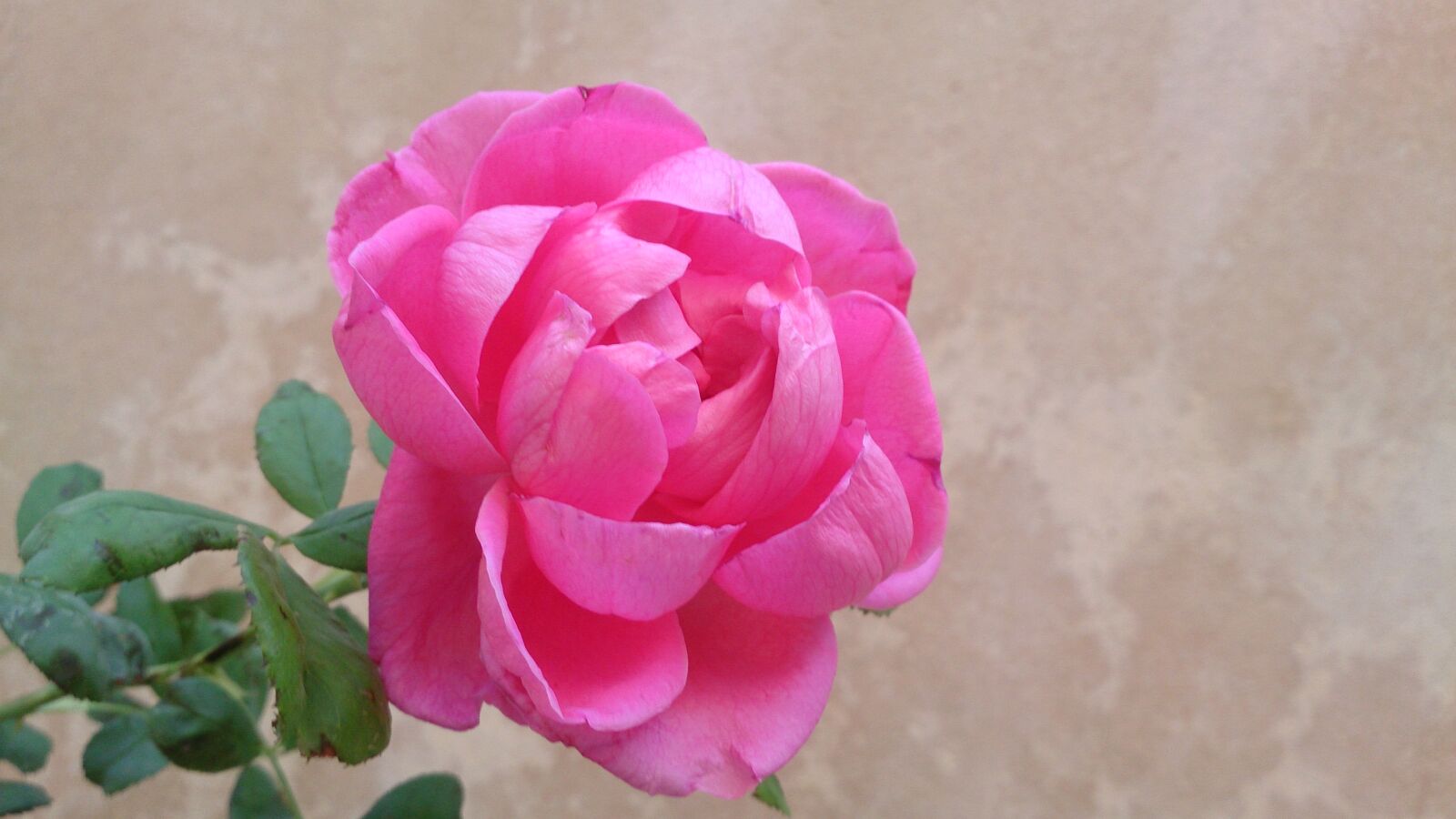 Sony Xperia Z sample photo. Rose photography
