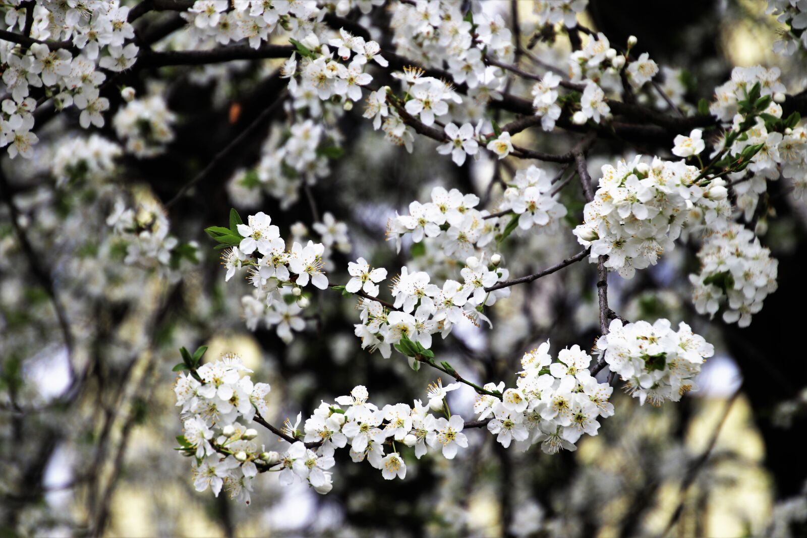 Canon EOS 80D sample photo. Spring, flower, tree photography