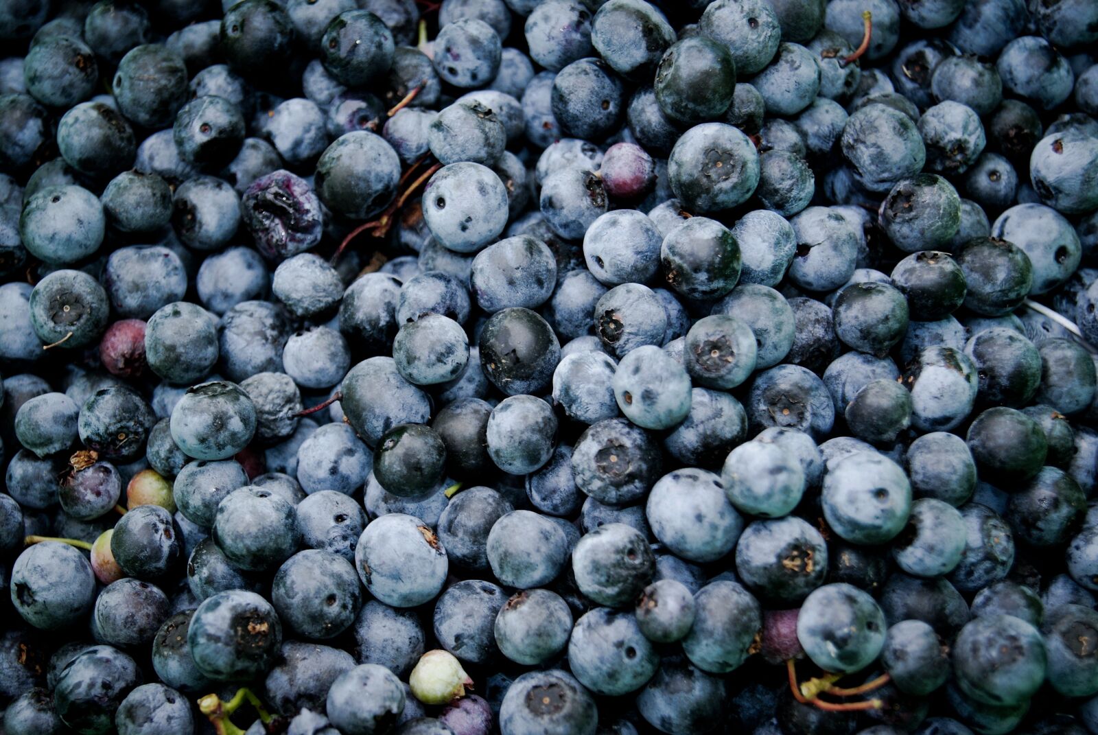 Sony Alpha DSLR-A330 sample photo. Blueberries, fruits, food photography